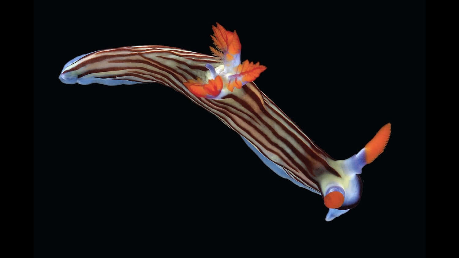 nudibranch, vibrant orange and blue appendages, stark black background, HD Desktop Wallpaper