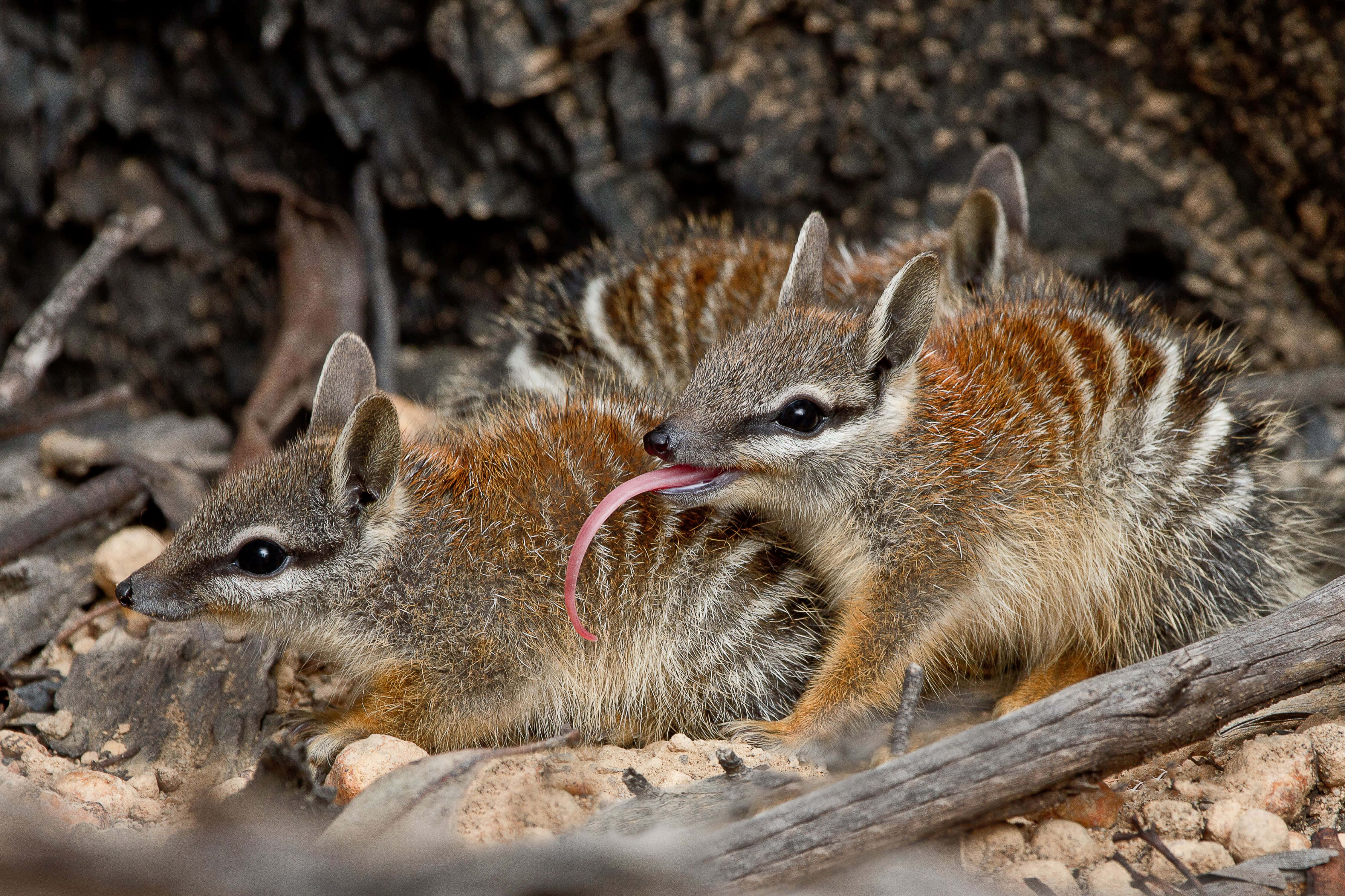 Numbat, striped marsupials, rocky ground, 4K Desktop Wallpaper