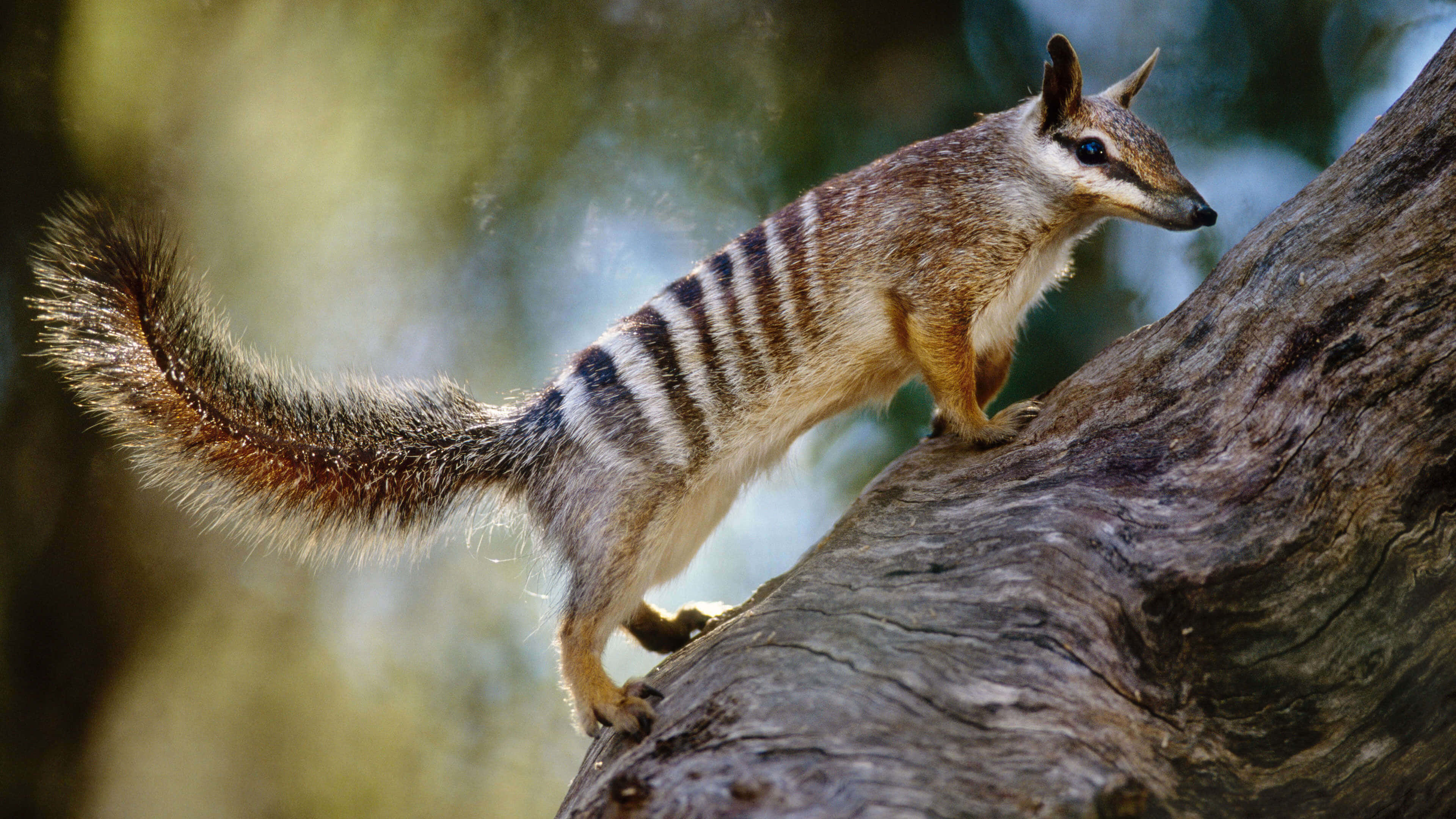 Numbat, tree branch, weathered tree trunk, 4K Desktop Wallpaper