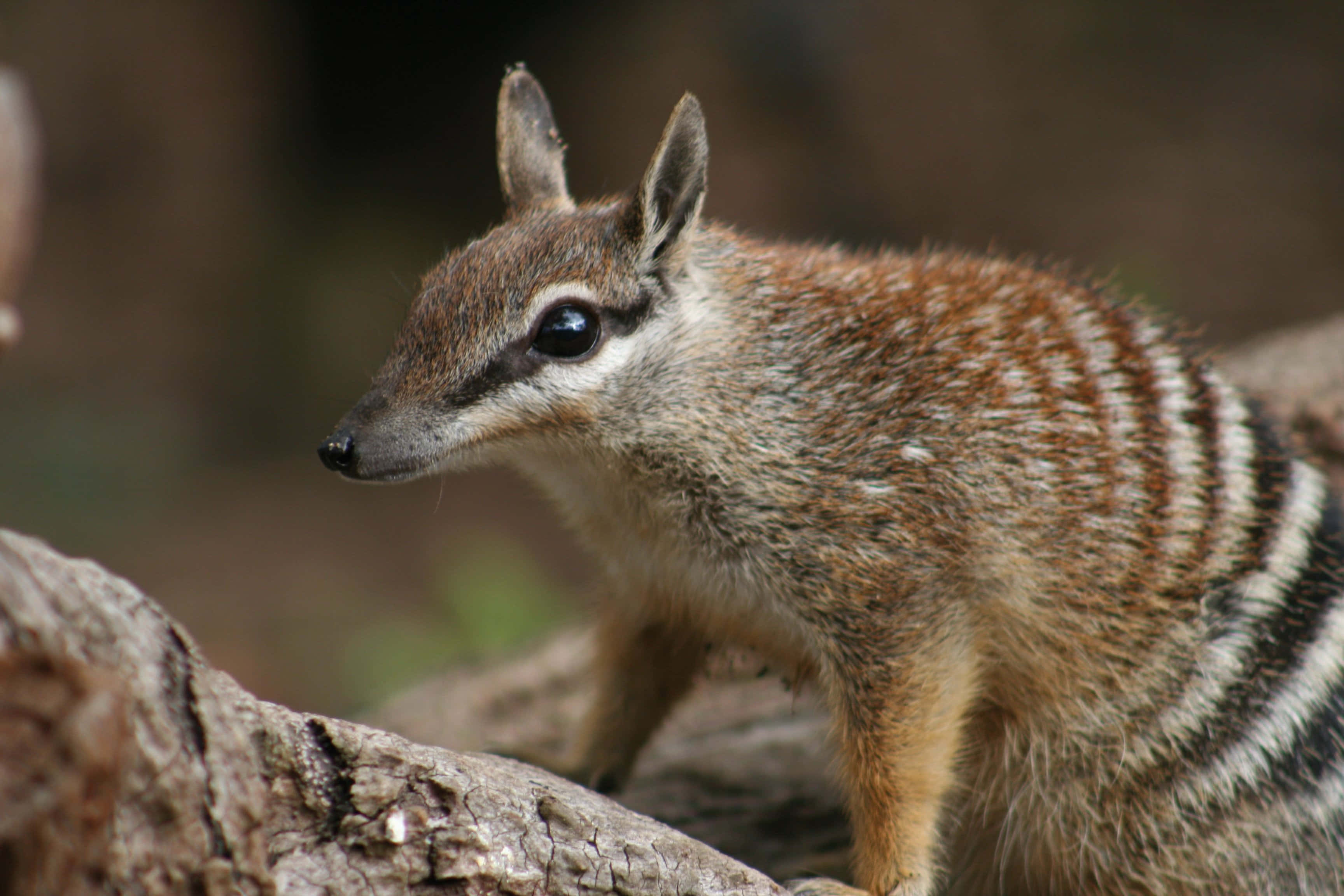 Numbat, natural habitat, striped animal, 2K Desktop Wallpaper