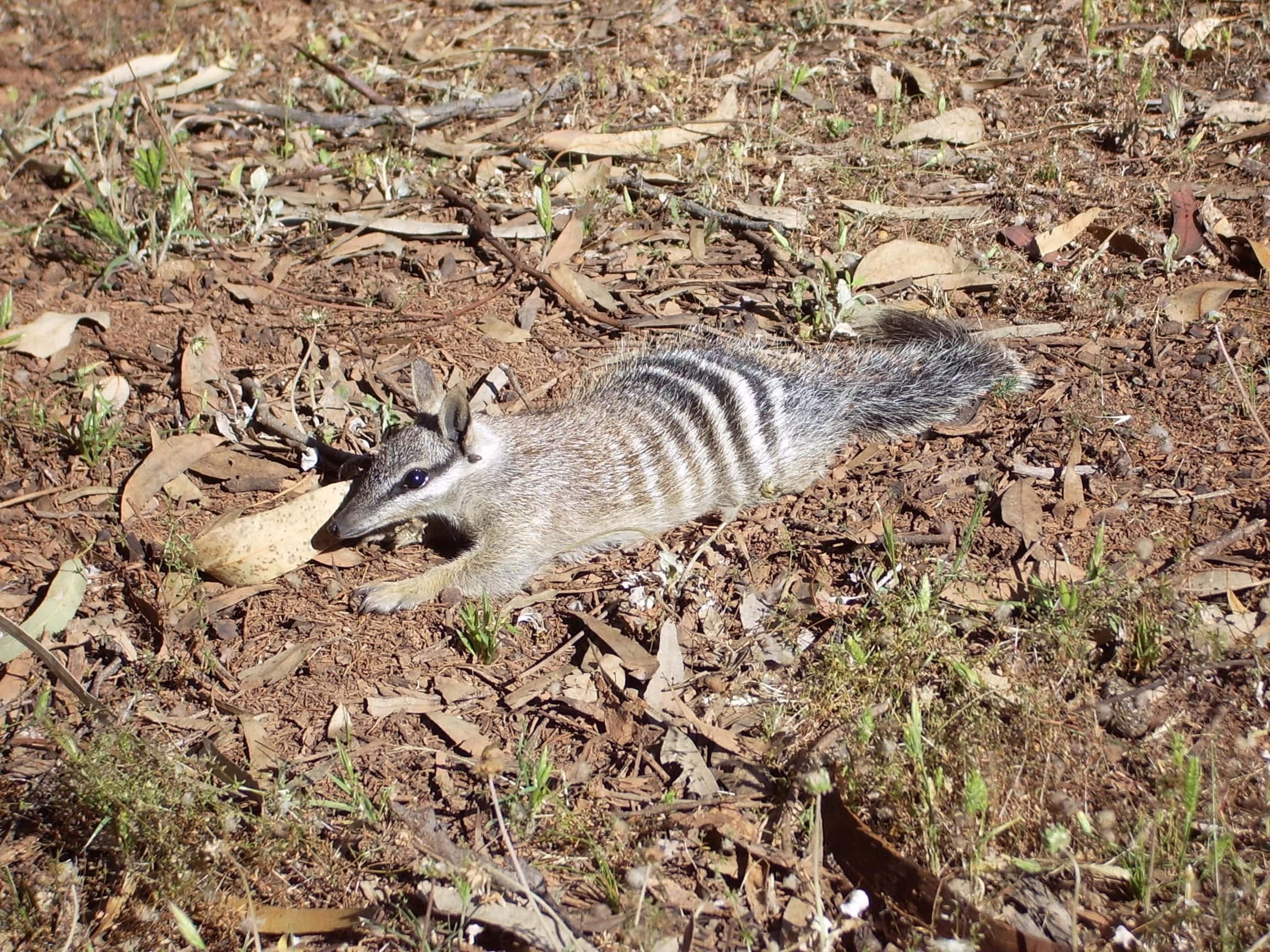 numbat, dry earth, scattered leaves, Full HD Desktop Wallpaper
