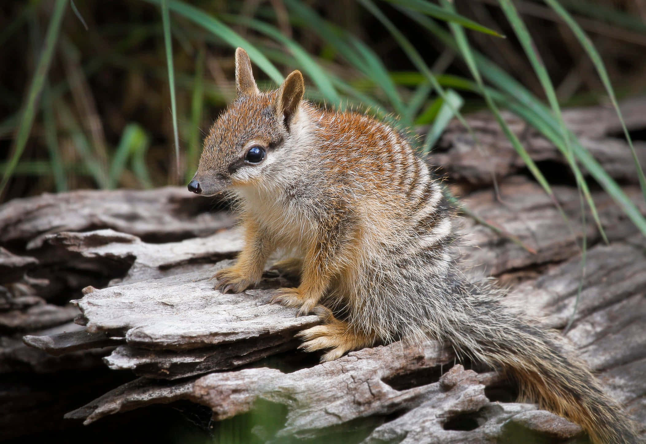 Numbat, striped marsupial, big dark eyes, Full HD Desktop Wallpaper