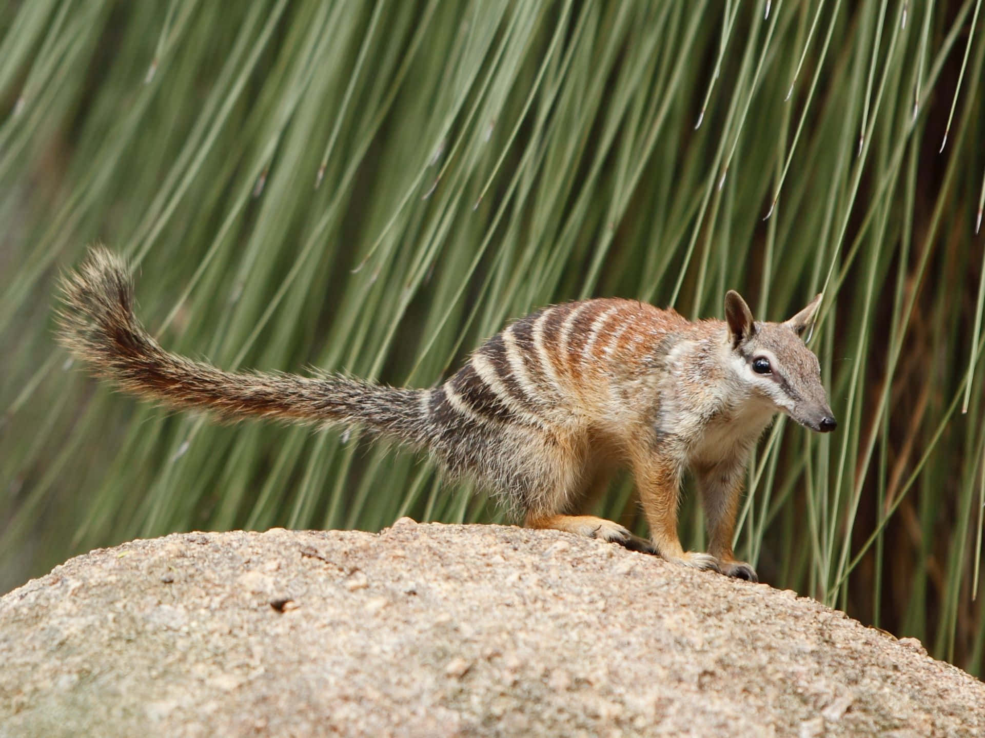 numbat, rock, sunlit, Full HD Desktop Wallpaper