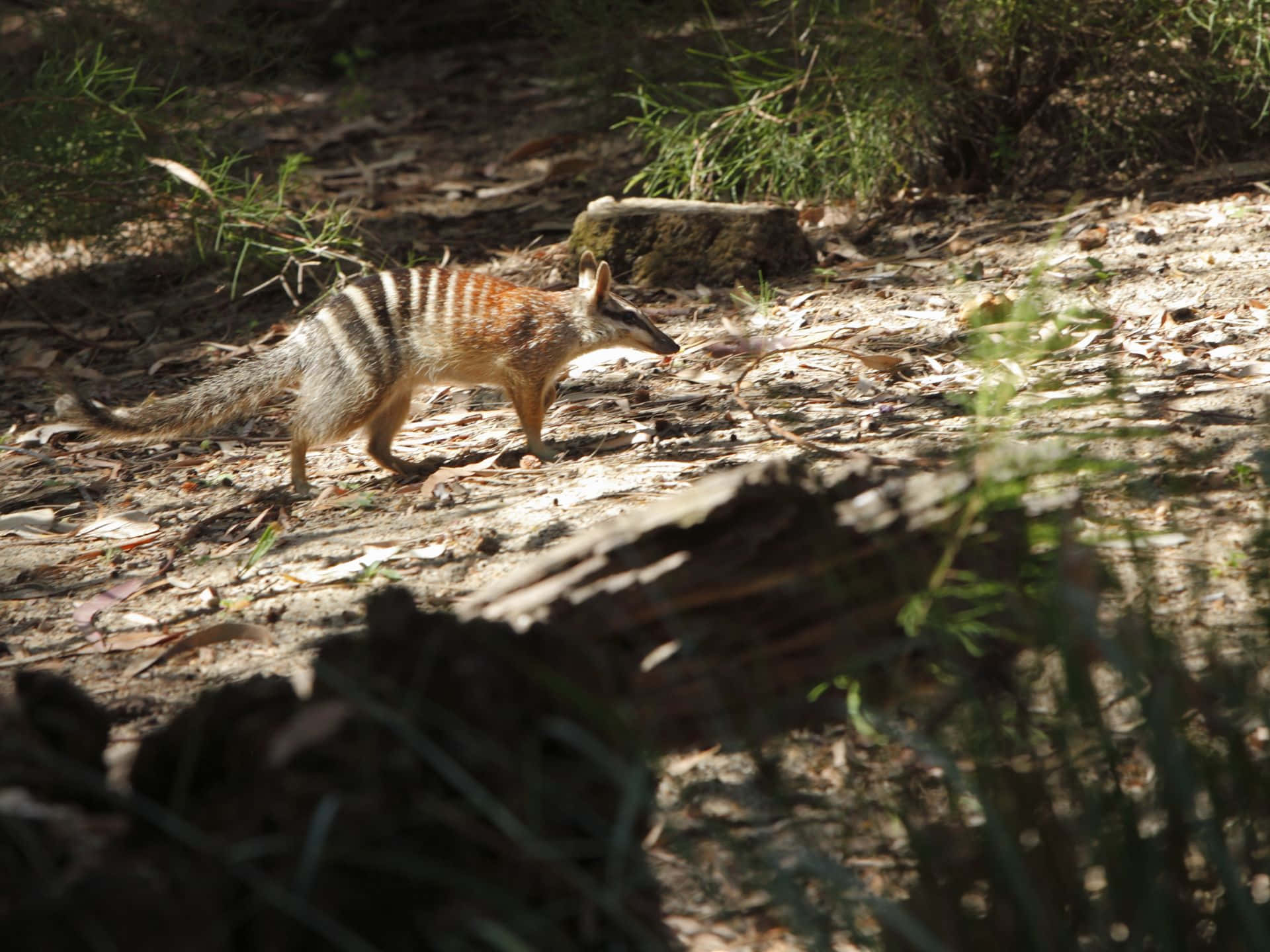 numbat, sunlit forest floor, dry leaves, Full HD Desktop Wallpaper