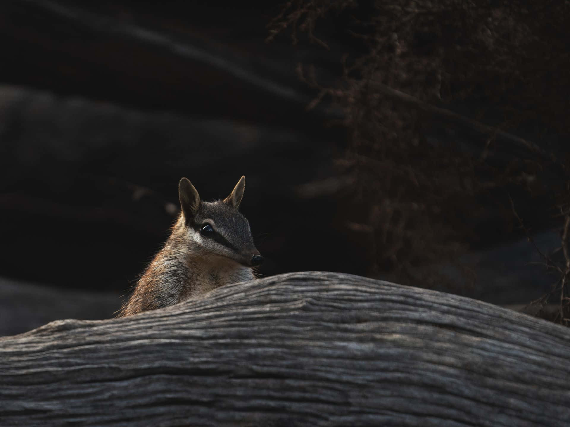 Numbat, log, forest underbrush, Full HD Desktop Wallpaper