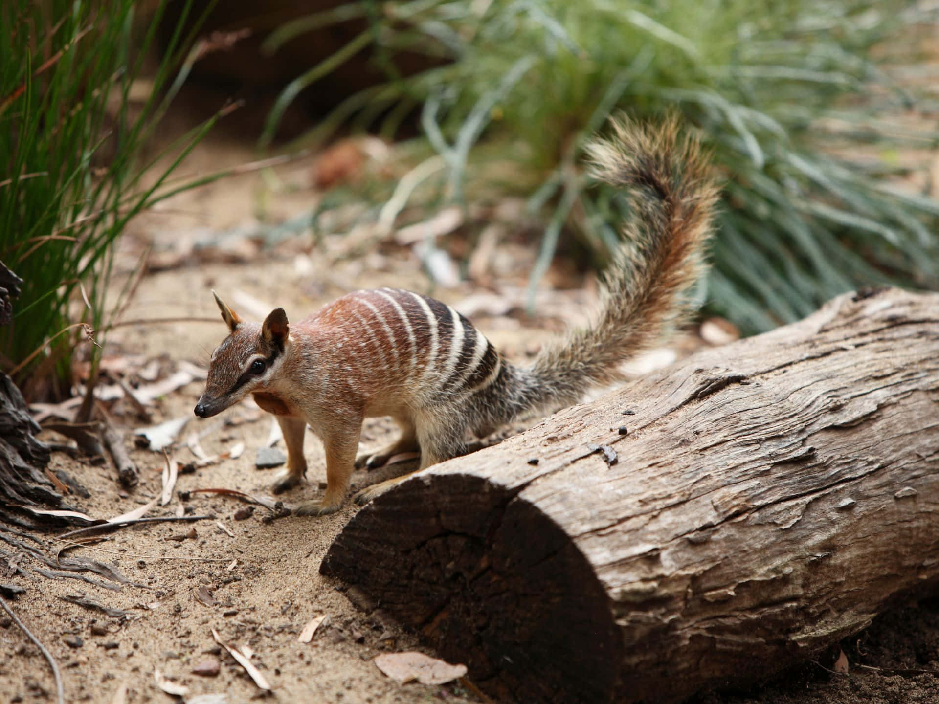 numbat, striped, bushy tail, Full HD Desktop Wallpaper