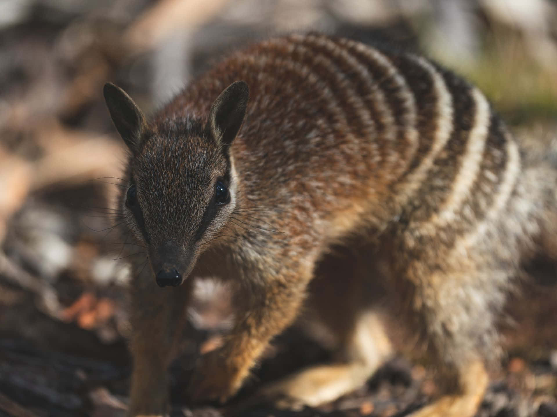 Numbat, striped marsupial, dark eyes, Full HD Desktop Wallpaper