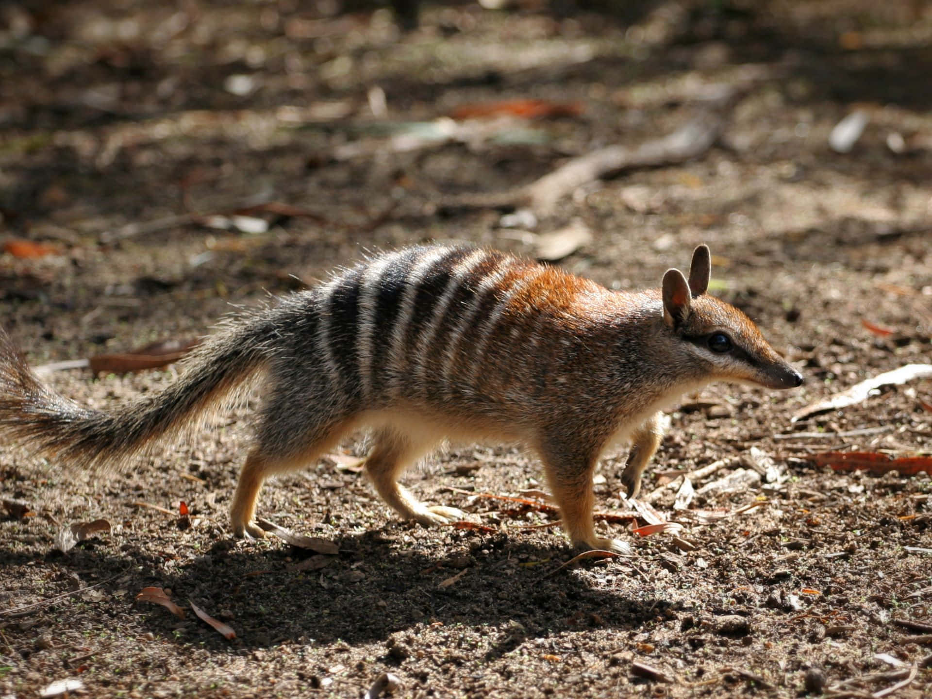 numbat, sunlit forest floor, dry leaves, Full HD Desktop Wallpaper