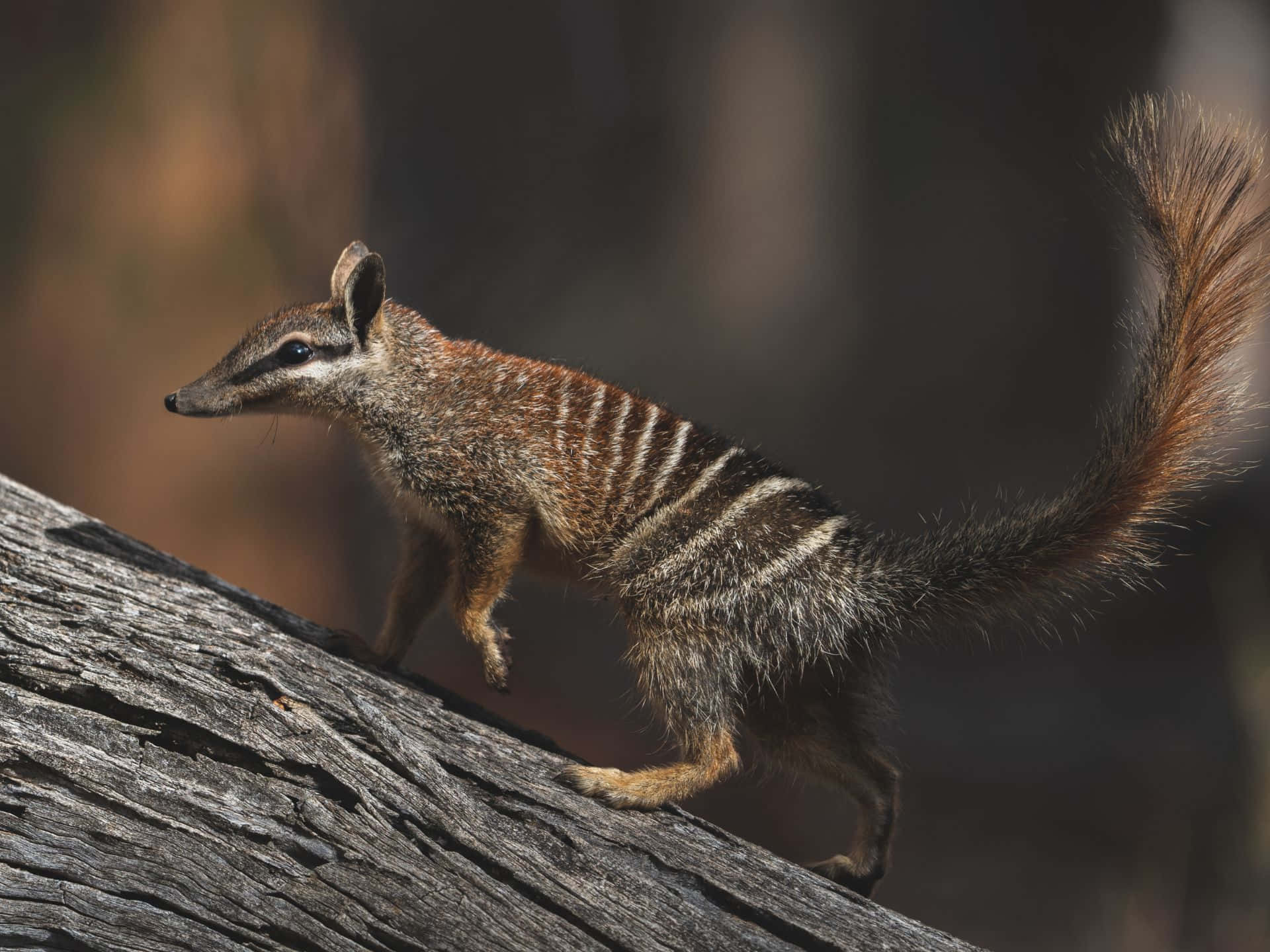 Numbat, log, sunlit forest clearing, Full HD Desktop Wallpaper