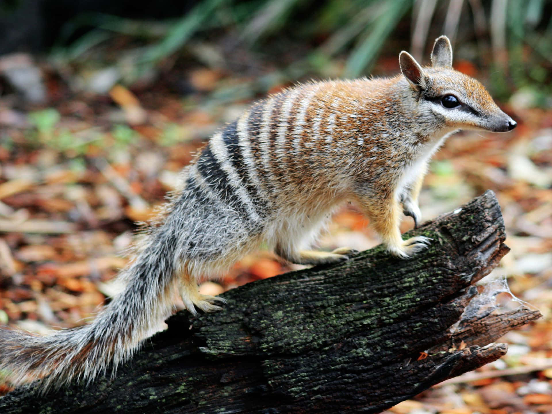 numbat, mossy log, forest floor, Full HD Desktop Wallpaper