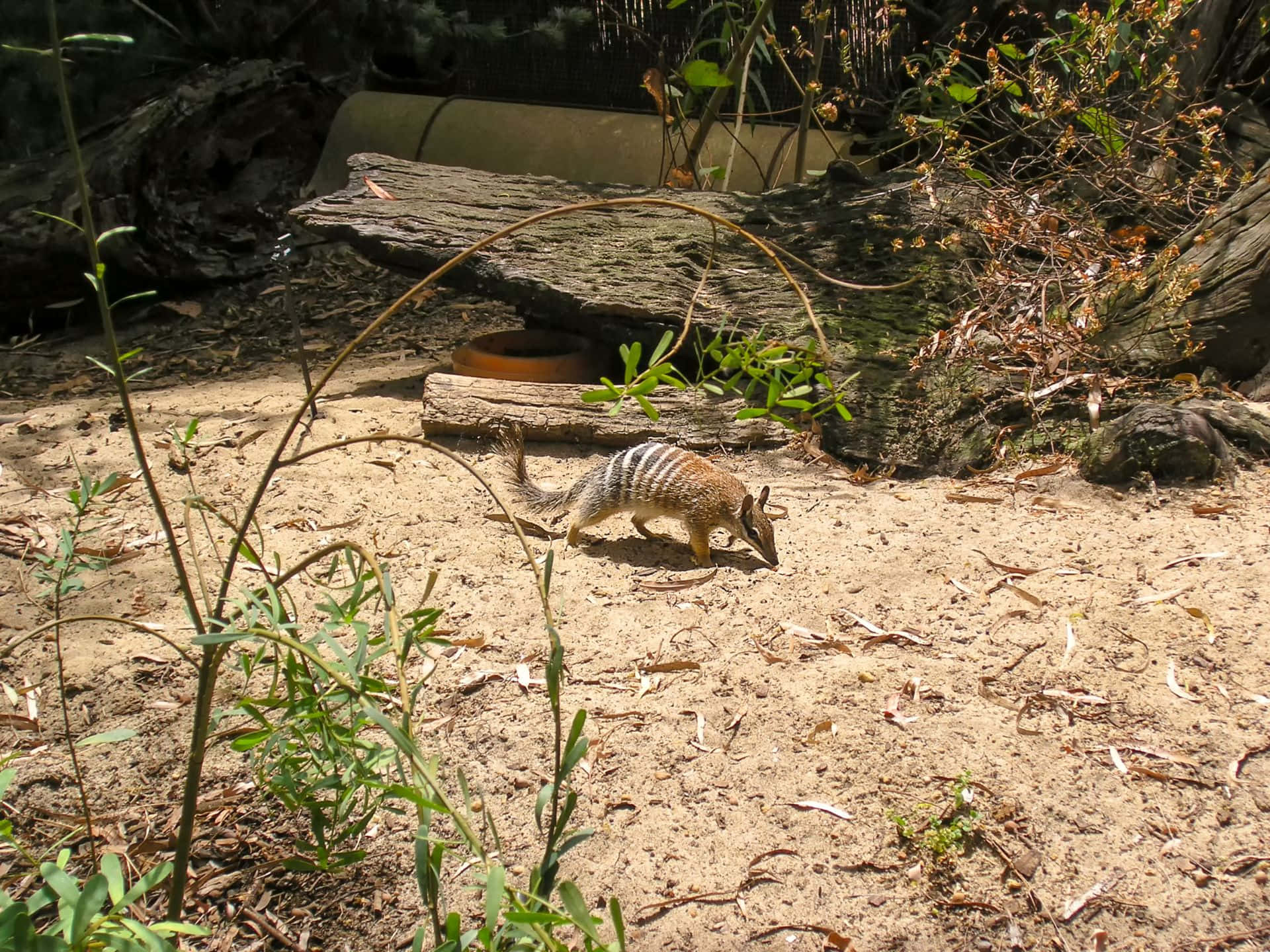 numbat, sandy ground, sparse greenery, Full HD Desktop Wallpaper