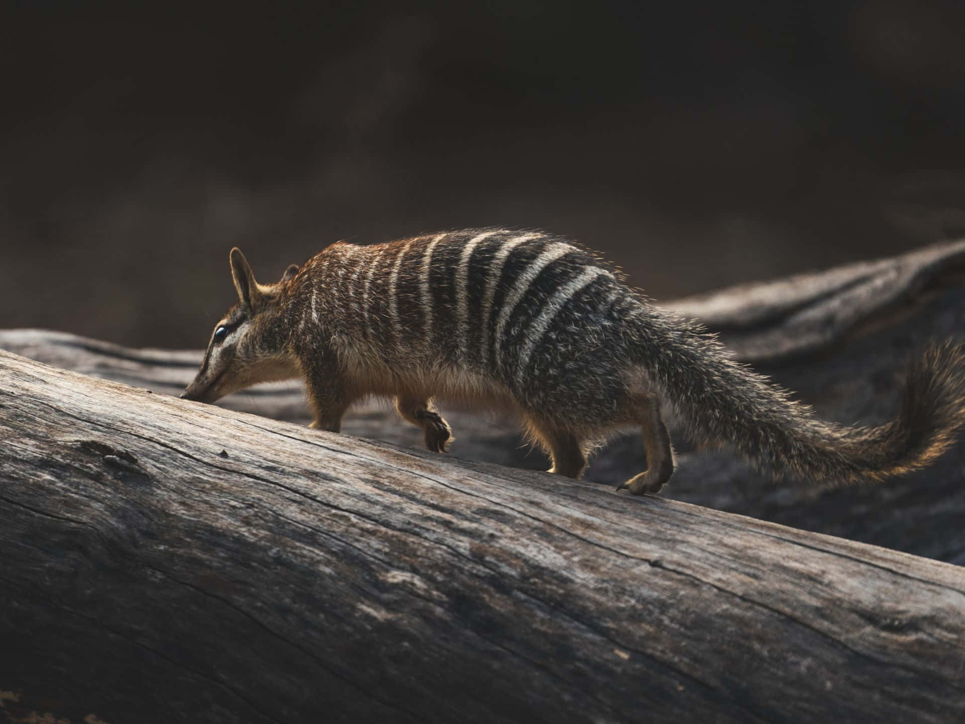 Numbat, log, striped anteater, Full HD Desktop Wallpaper