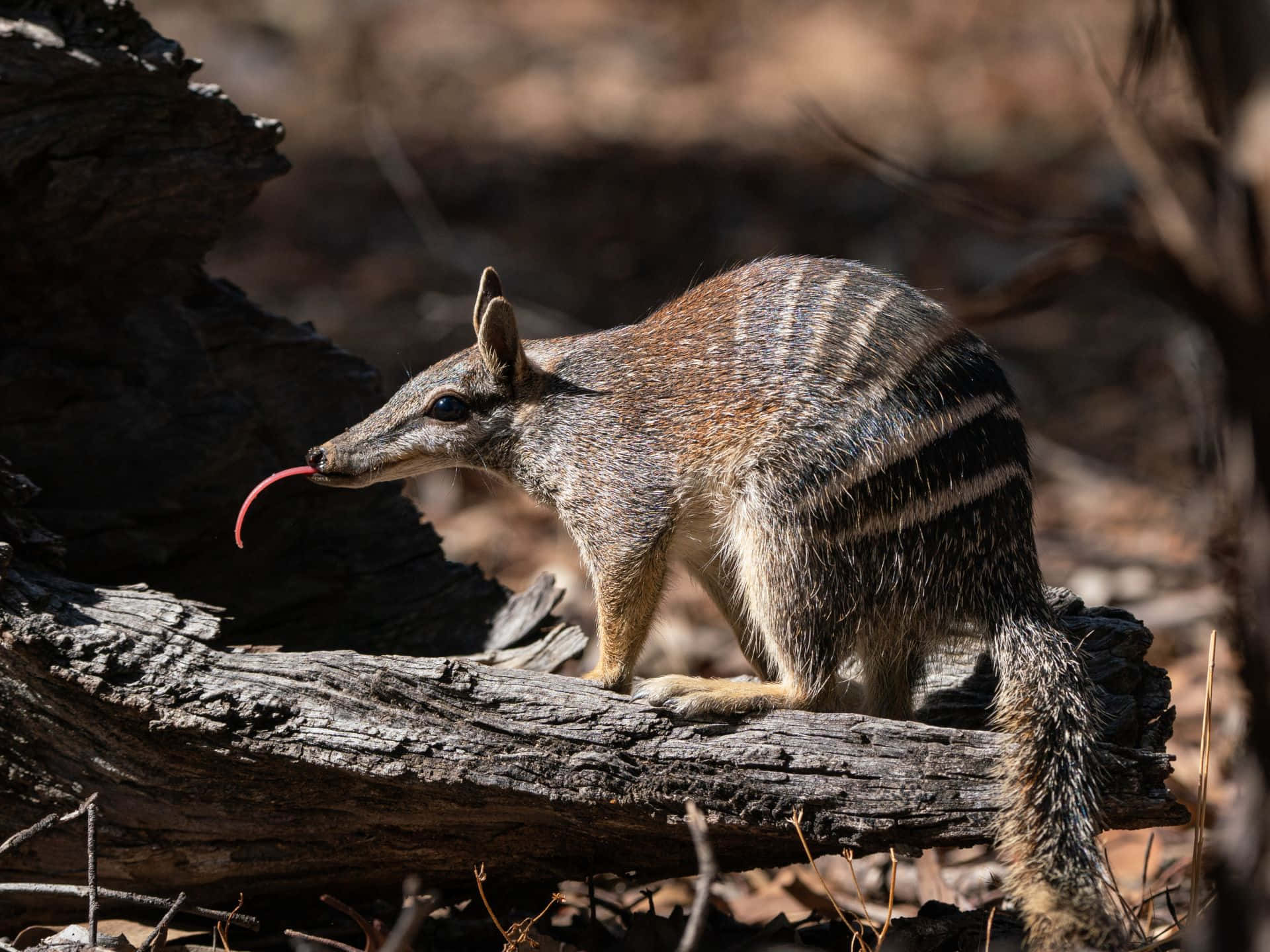 Numbat, striped marsupial, long pink tongue, Full HD Desktop Wallpaper