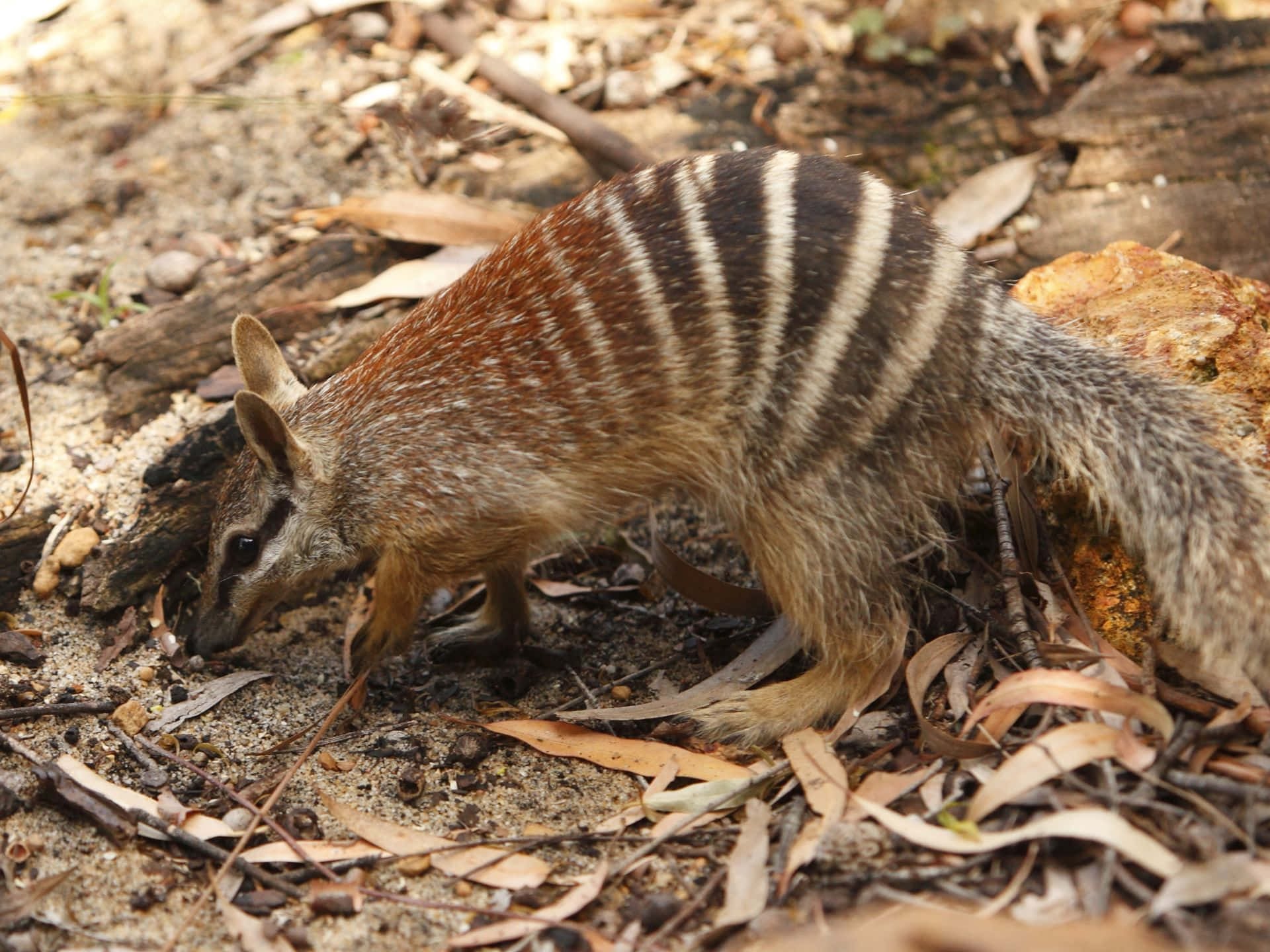 numbat, sandy ground, dry leaves, Full HD Desktop Wallpaper