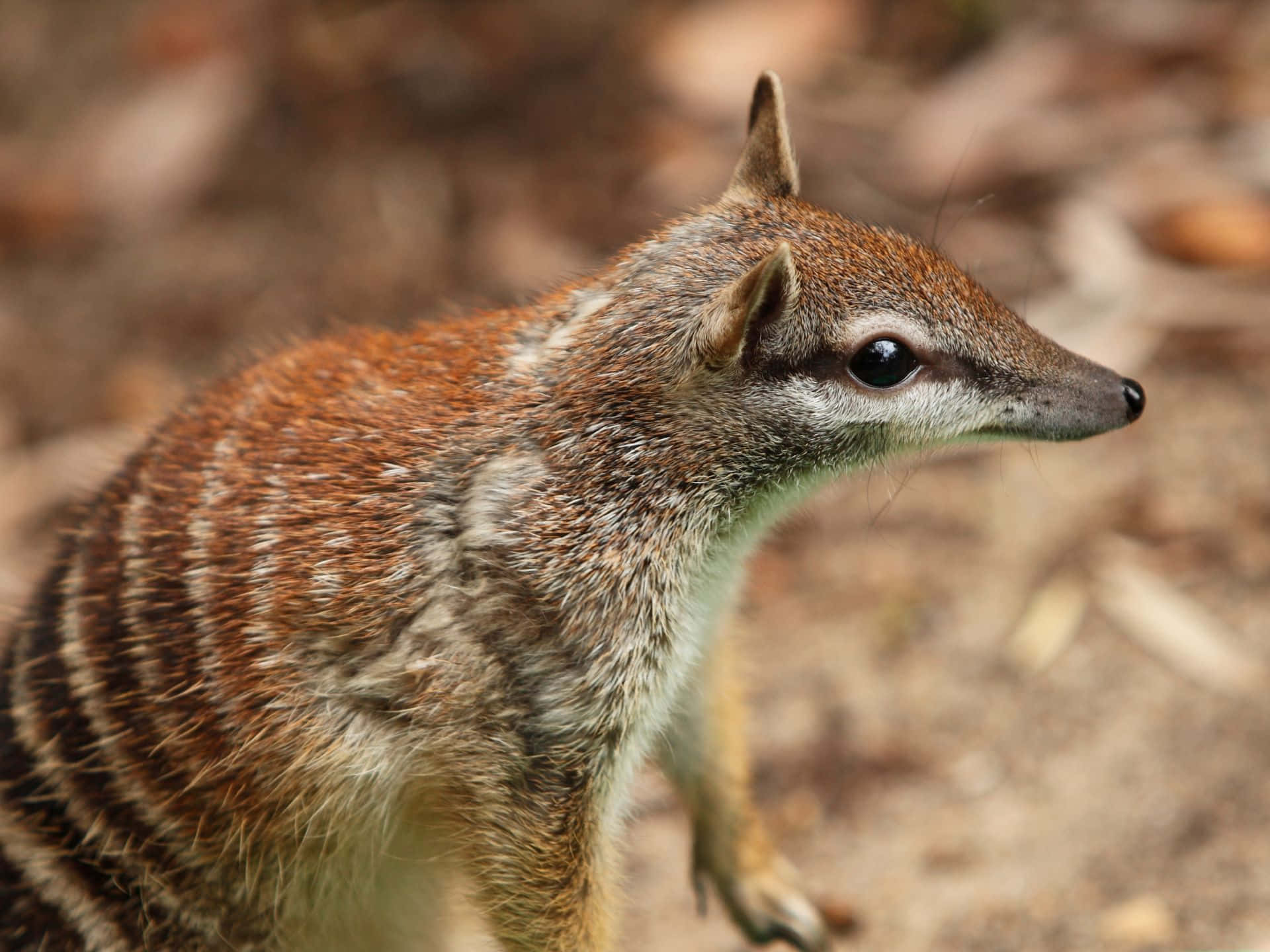 Numbat, striped marsupial, sunlit forest floor, Full HD Desktop Wallpaper