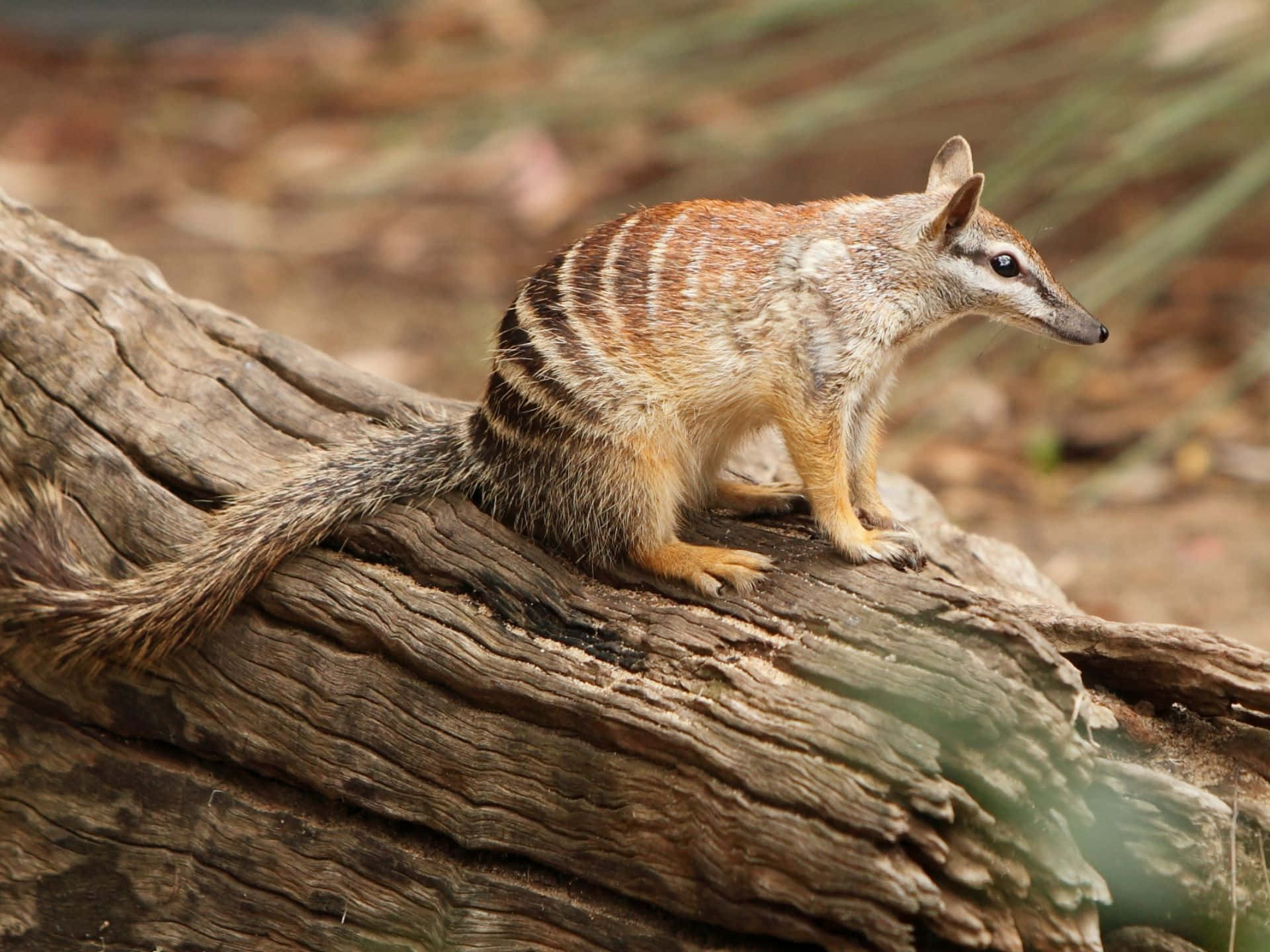 numbat, log, sunlit, Full HD Desktop Wallpaper