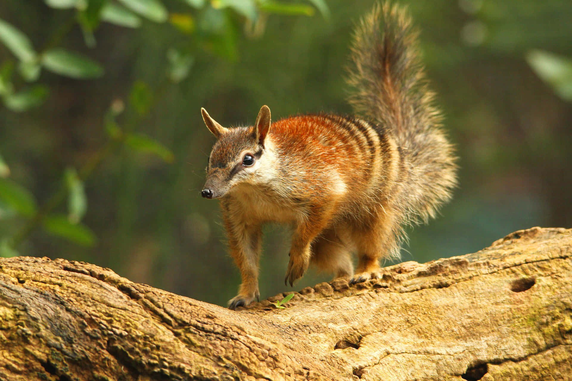 Numbat, striped opossum, weathered log, Full HD Desktop Wallpaper