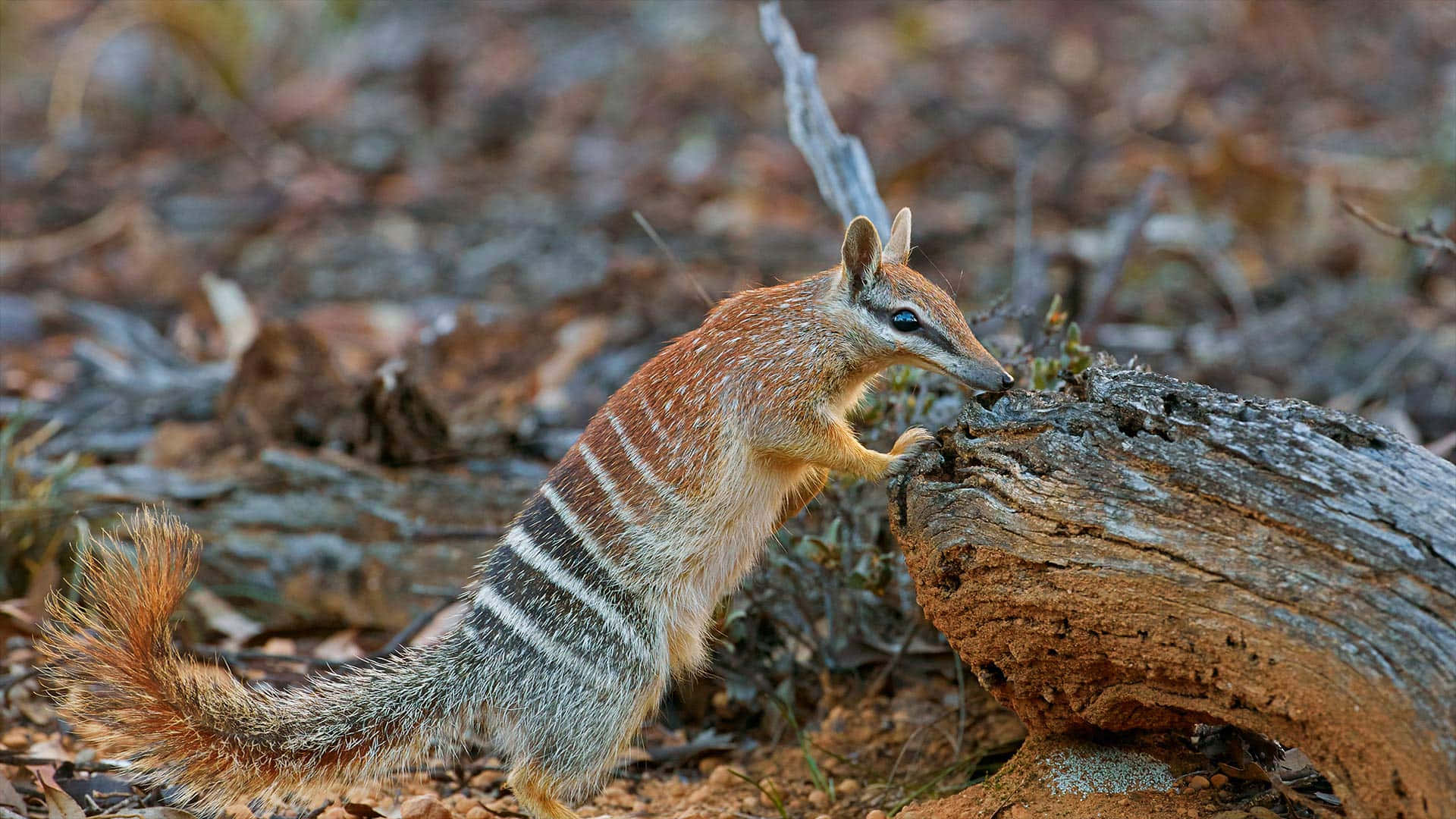 numbat, weathered log, dry forest floor, Full HD Desktop Wallpaper