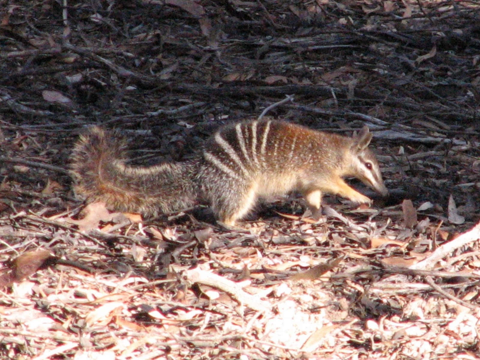 Numbat, sunlit forest floor, dry leaves, HD Desktop Wallpaper