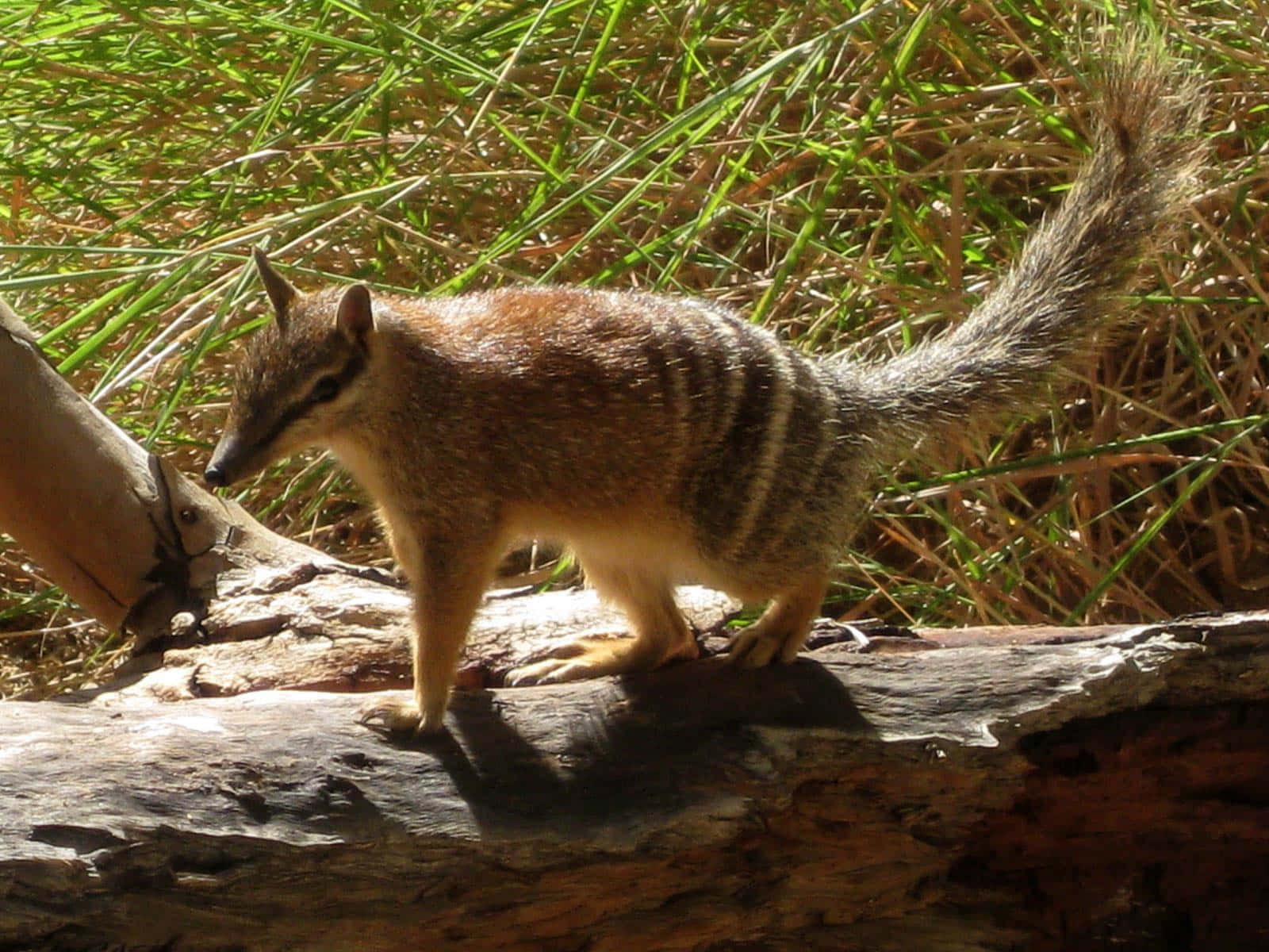 Numbat, sunlit log, tall grasses, HD Desktop Wallpaper