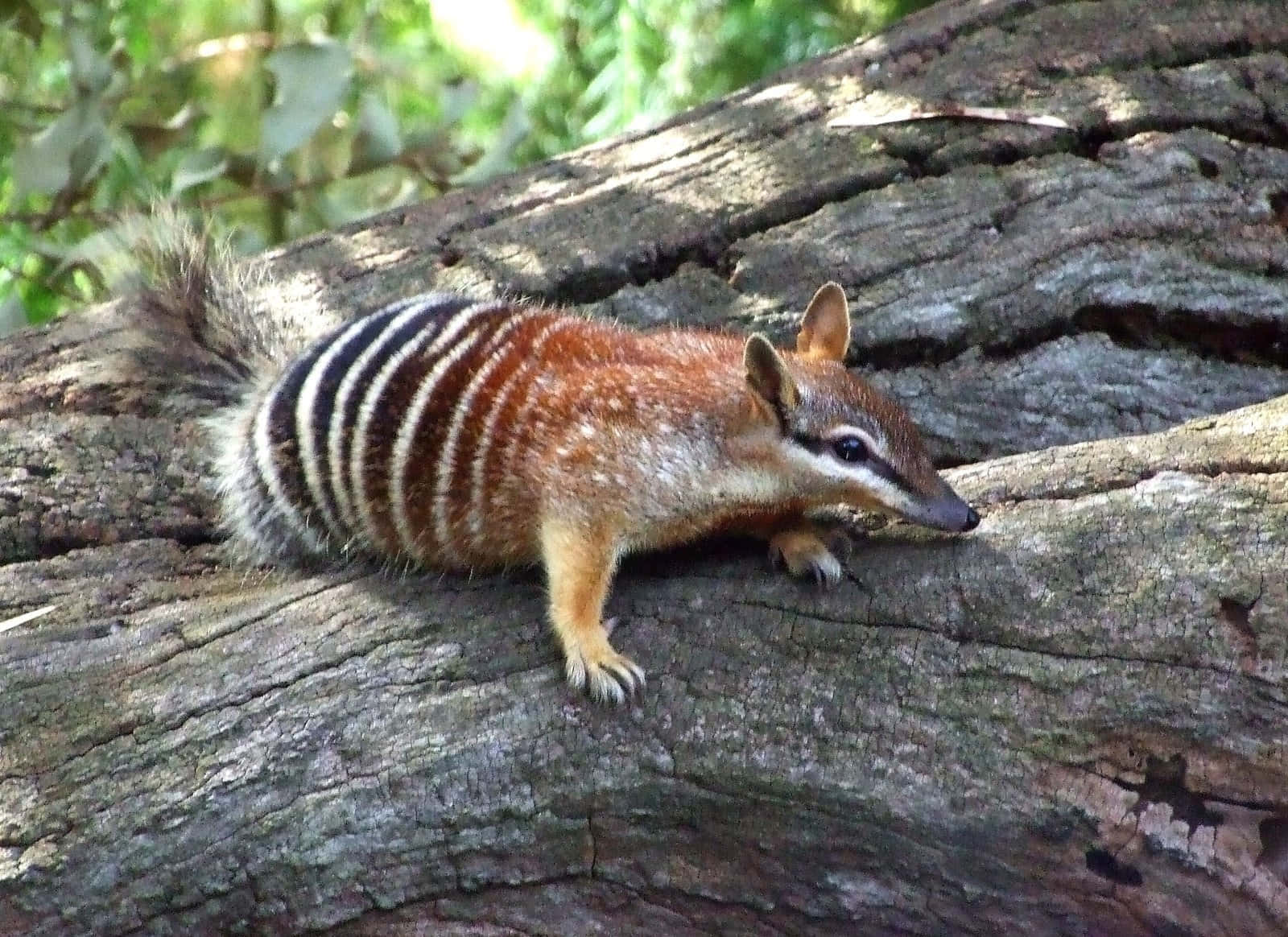 Numbat, striped anteater, brown and white bands, HD Desktop Wallpaper