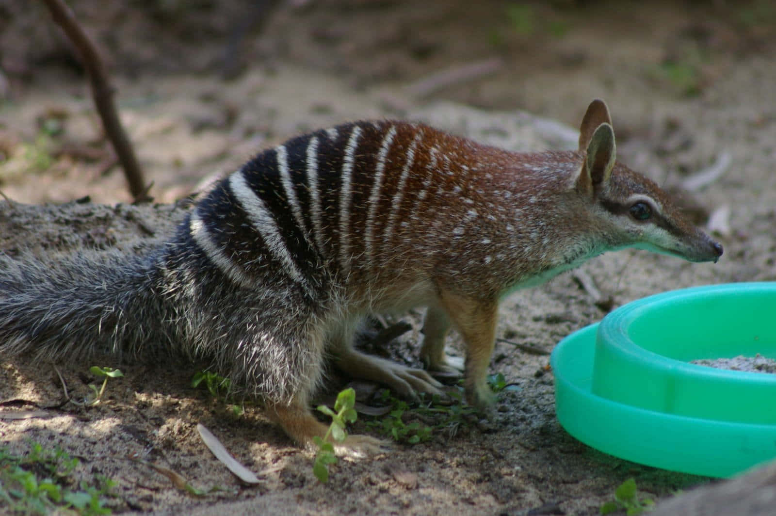 numbat, bright green bowl, sandy ground, HD Desktop Wallpaper