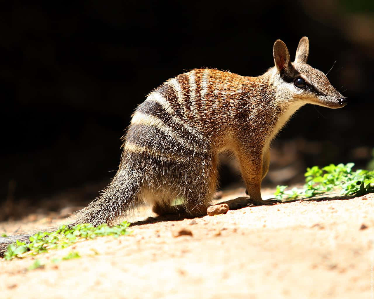 numbat, sunlit dirt, green foliage, HD Desktop Wallpaper