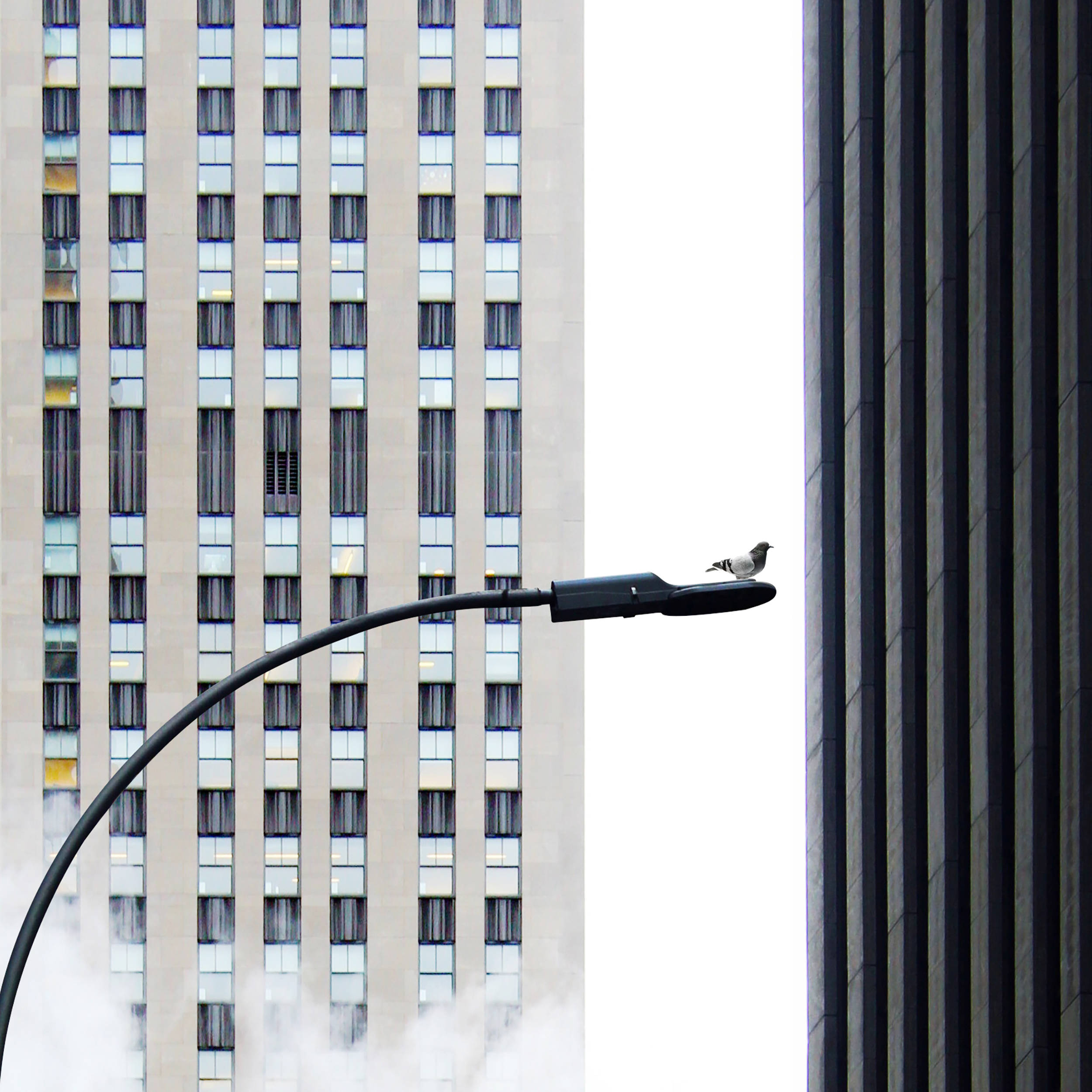 skyscrapers, Nyc Aesthetic, pigeon, Full HD Desktop Wallpaper