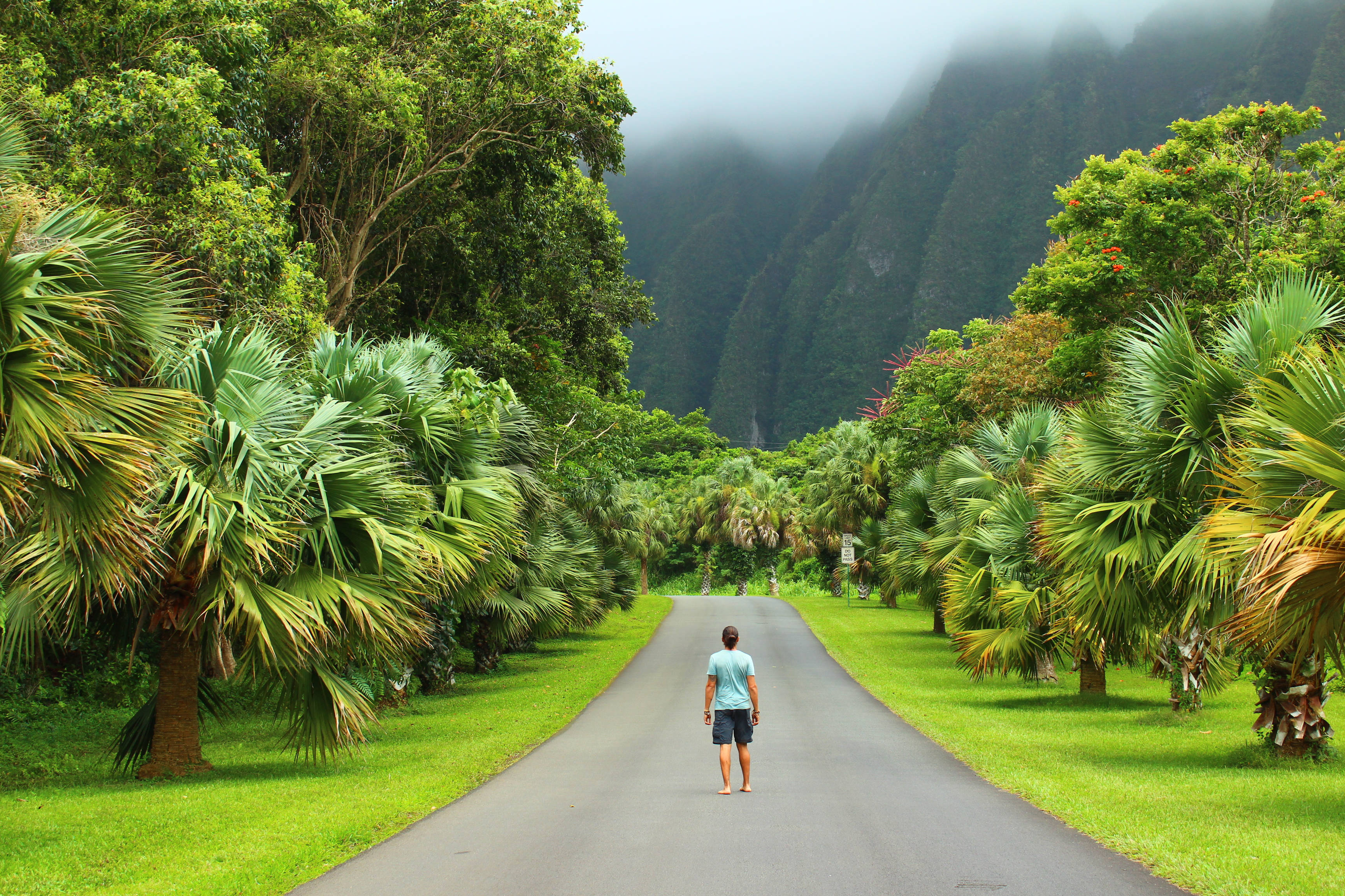 Oahu, paved road, lush palm trees, 2K Desktop Wallpaper