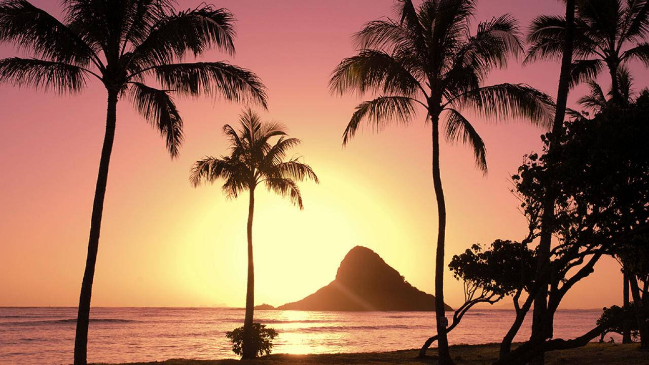 Oahu, palm trees, golden sunset, HD Desktop Wallpaper