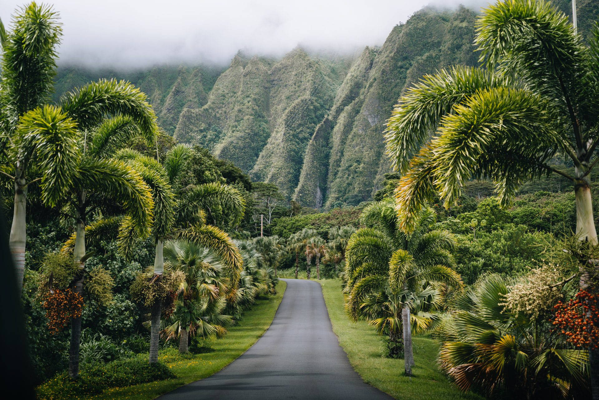 Oahu, Botanical Garden Path, lush palm trees, Full HD Desktop Wallpaper
