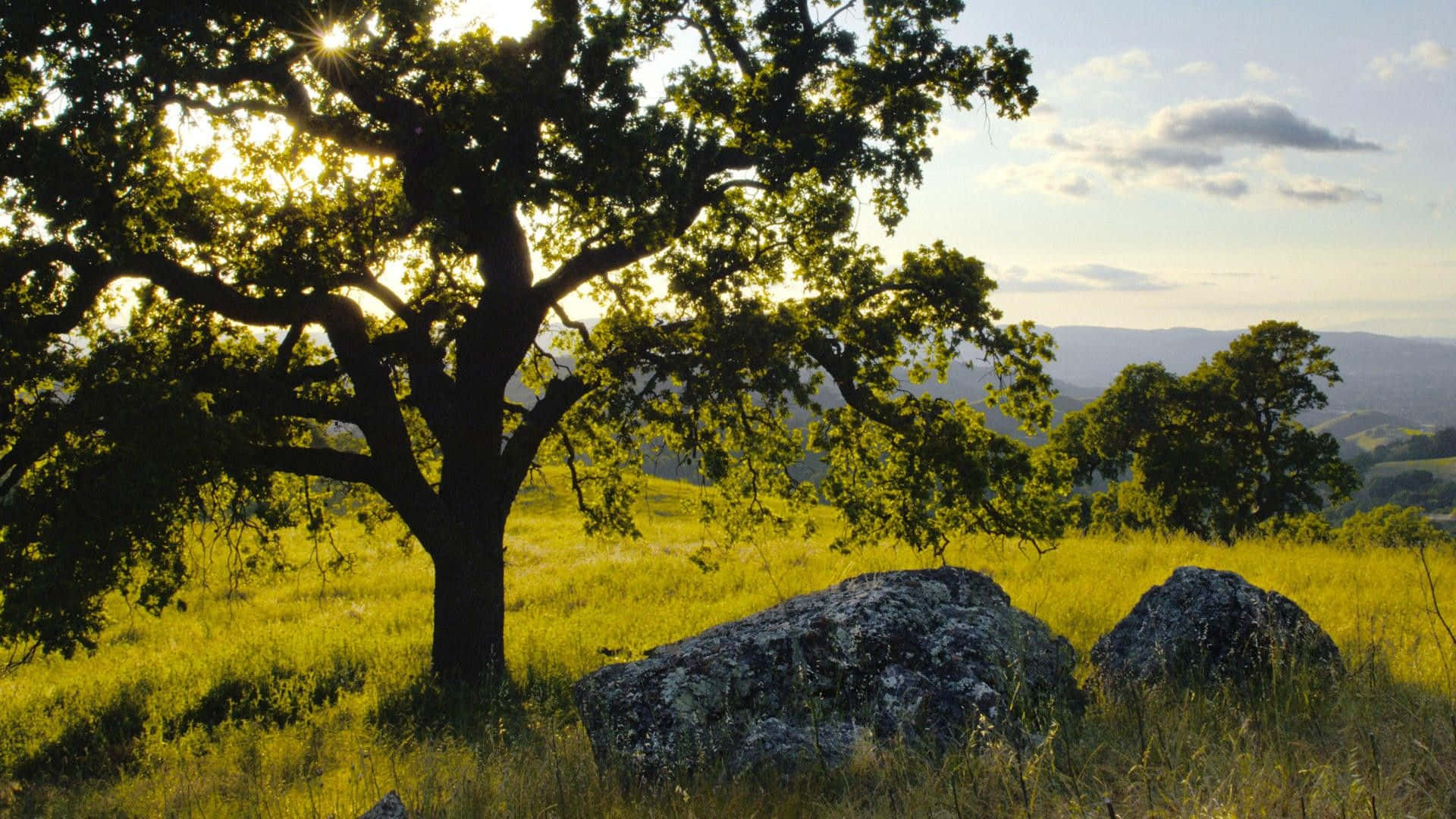 Oak Tree, golden sunset, grassy hills, Full HD Desktop Wallpaper