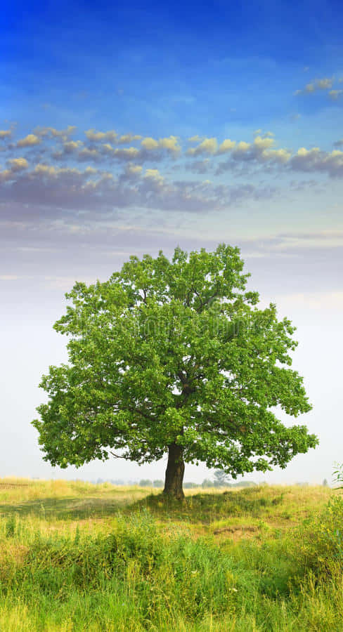 Oak Tree, high resolution, iPhone camera, SD Phone Wallpaper