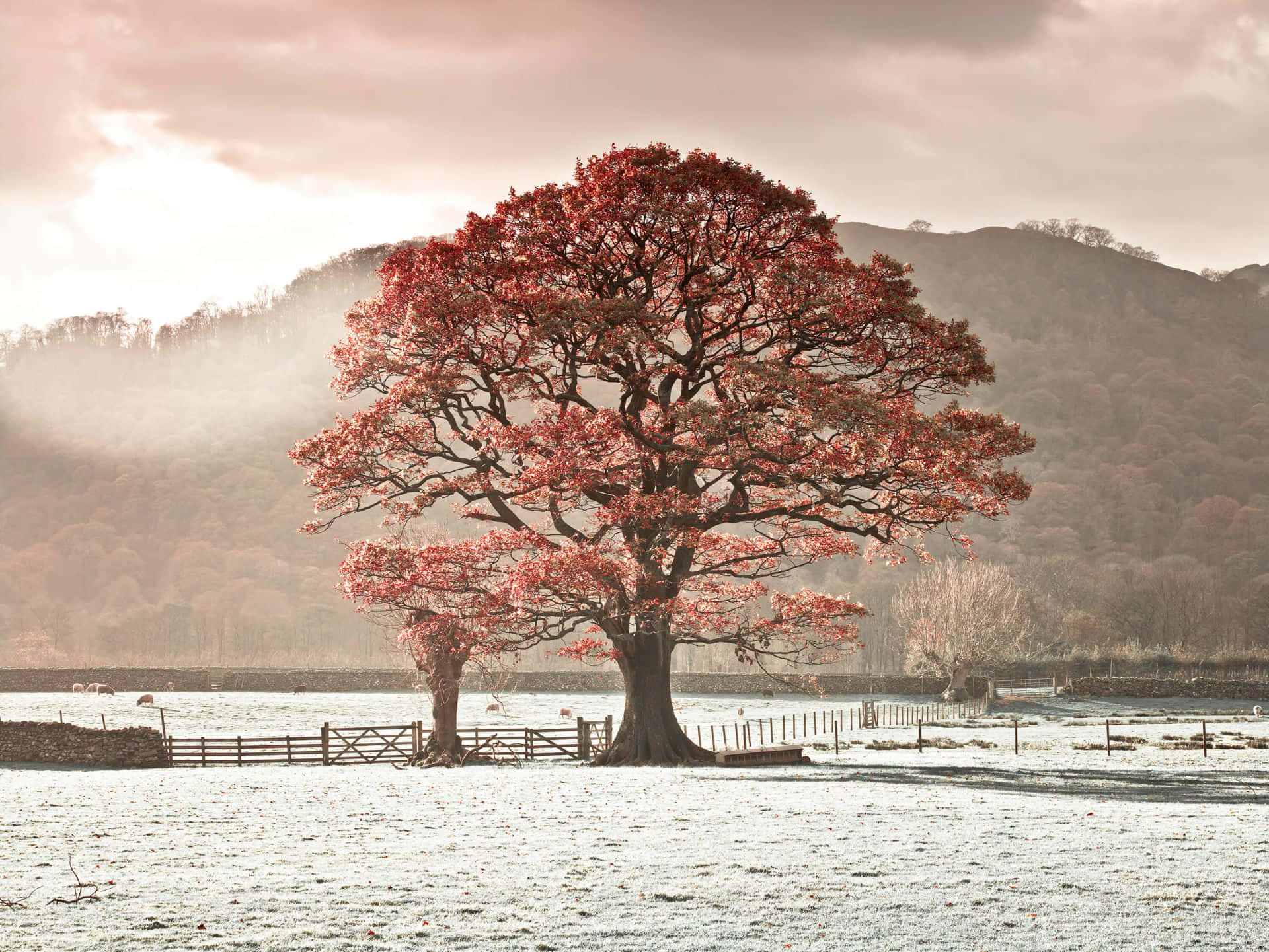 Oak Tree, fiery red leaves, frosty field, Full HD Desktop Wallpaper