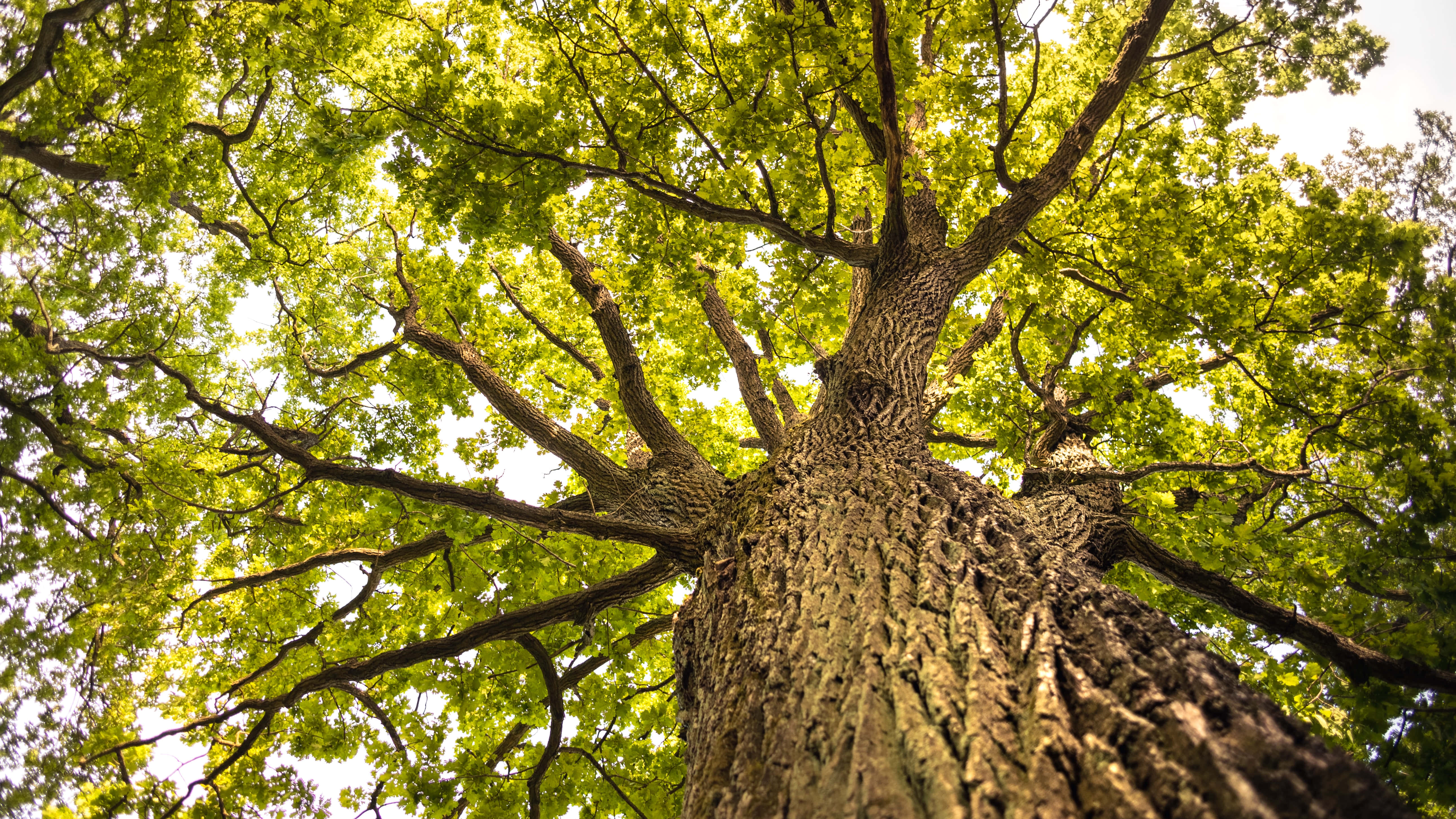 oak tree, worm's eye view, textured bark, 5K Desktop Wallpaper