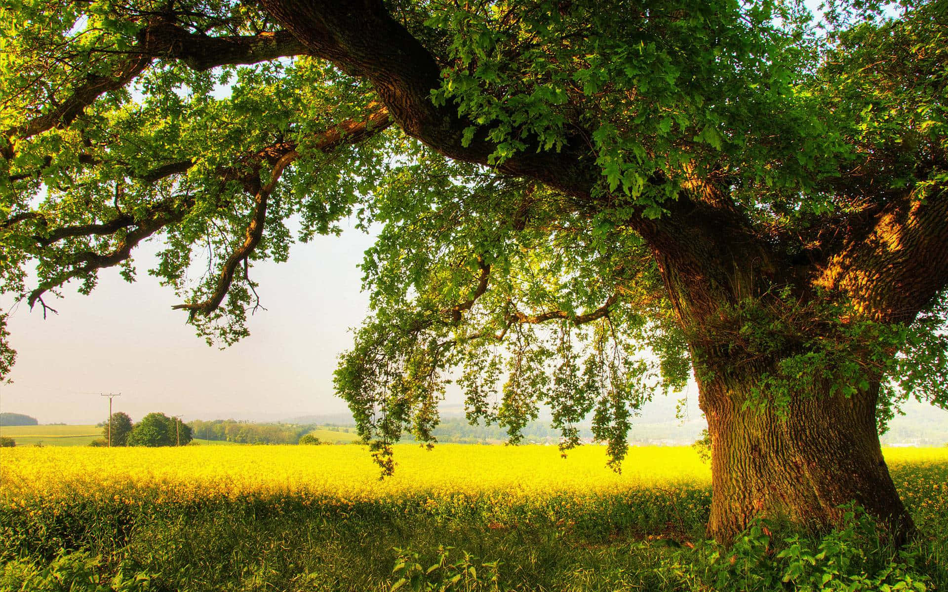 Oak Tree Field HD, oak tree, vibrant yellow canola field, Full HD Desktop Wallpaper