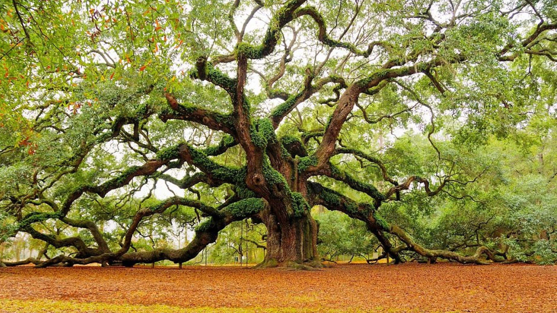 ancient oak tree, moss-covered branches, forest floor, Full HD Desktop Wallpaper