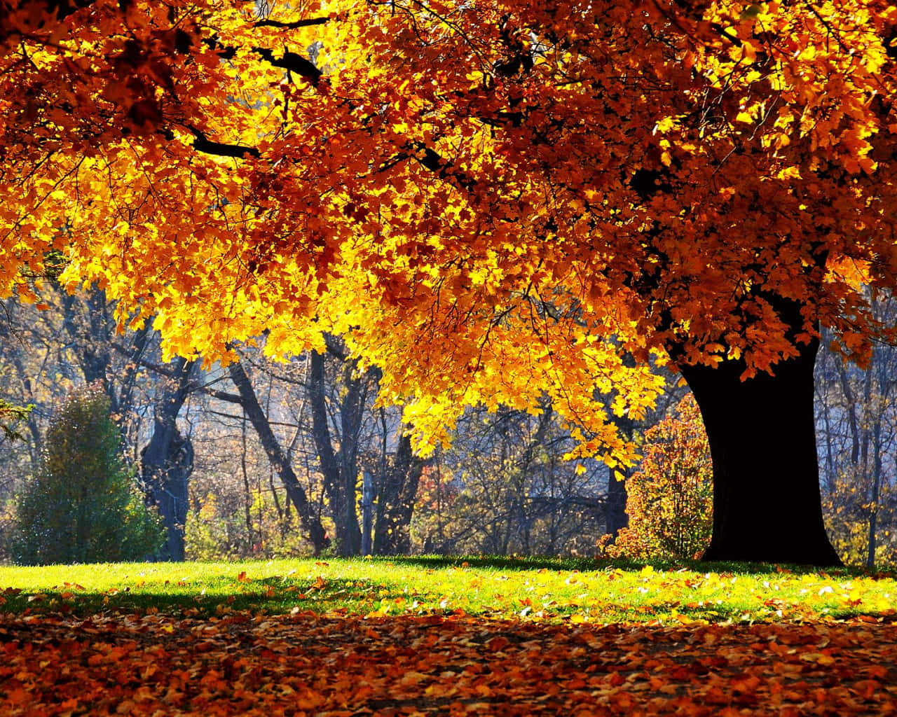 Oak Tree, bright autumn leaves, fiery orange and yellow leaves, HD Desktop Wallpaper