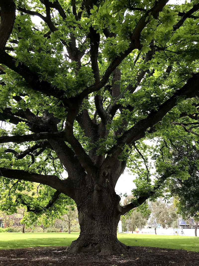 golden oak tree, ancient oak tree, vibrant green leaves, SD Phone Wallpaper