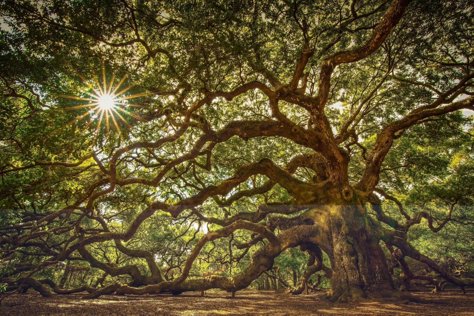 Oak Tree, sunburst, dense green foliage, Full HD Desktop Wallpaper