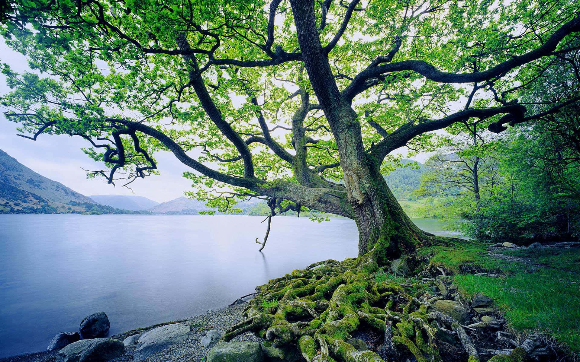 oak tree, mossy roots, calm lake, Full HD Desktop Wallpaper