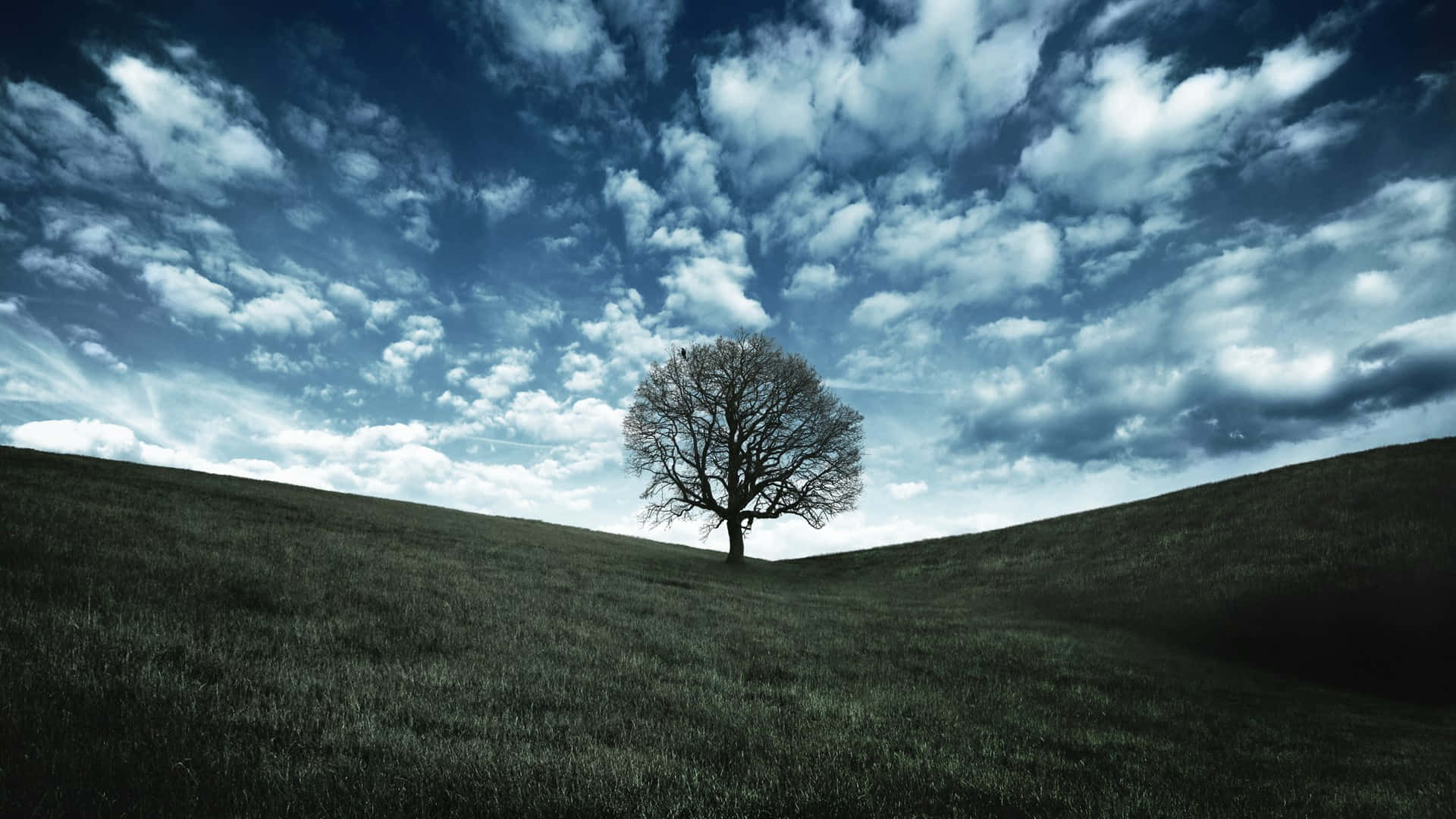 lone oak tree, grassy hill, dramatic cloudy sky, Full HD Desktop Wallpaper