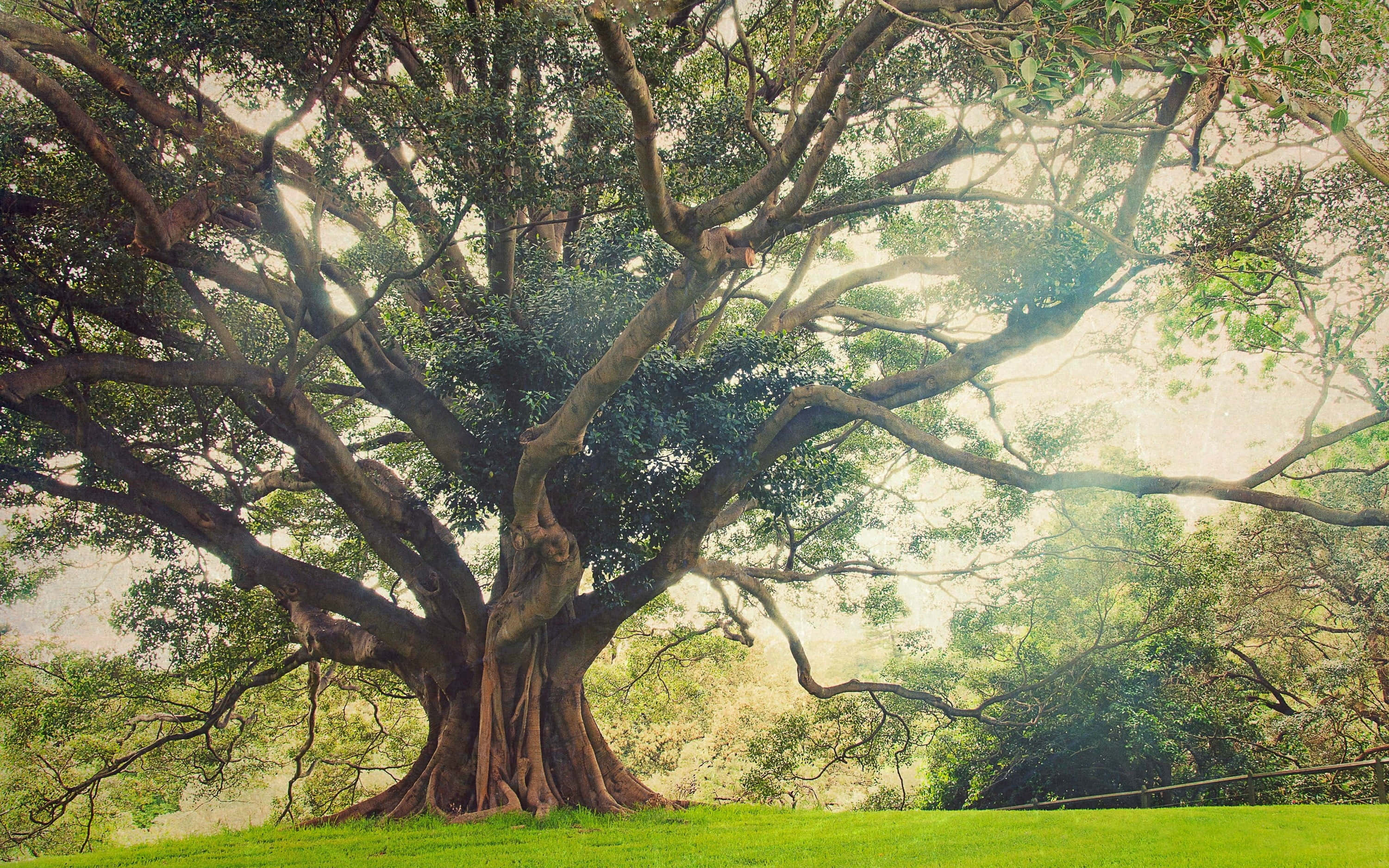 Oak Tree, nature landscape, ancient tree, 2K Desktop Wallpaper