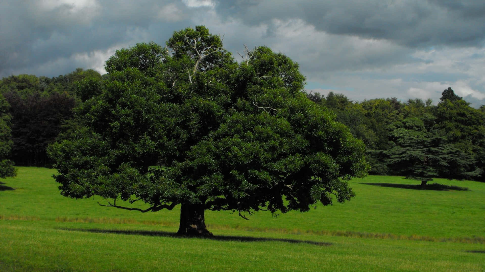 Oak Tree, high definition, vibrant green field, Full HD Desktop Wallpaper
