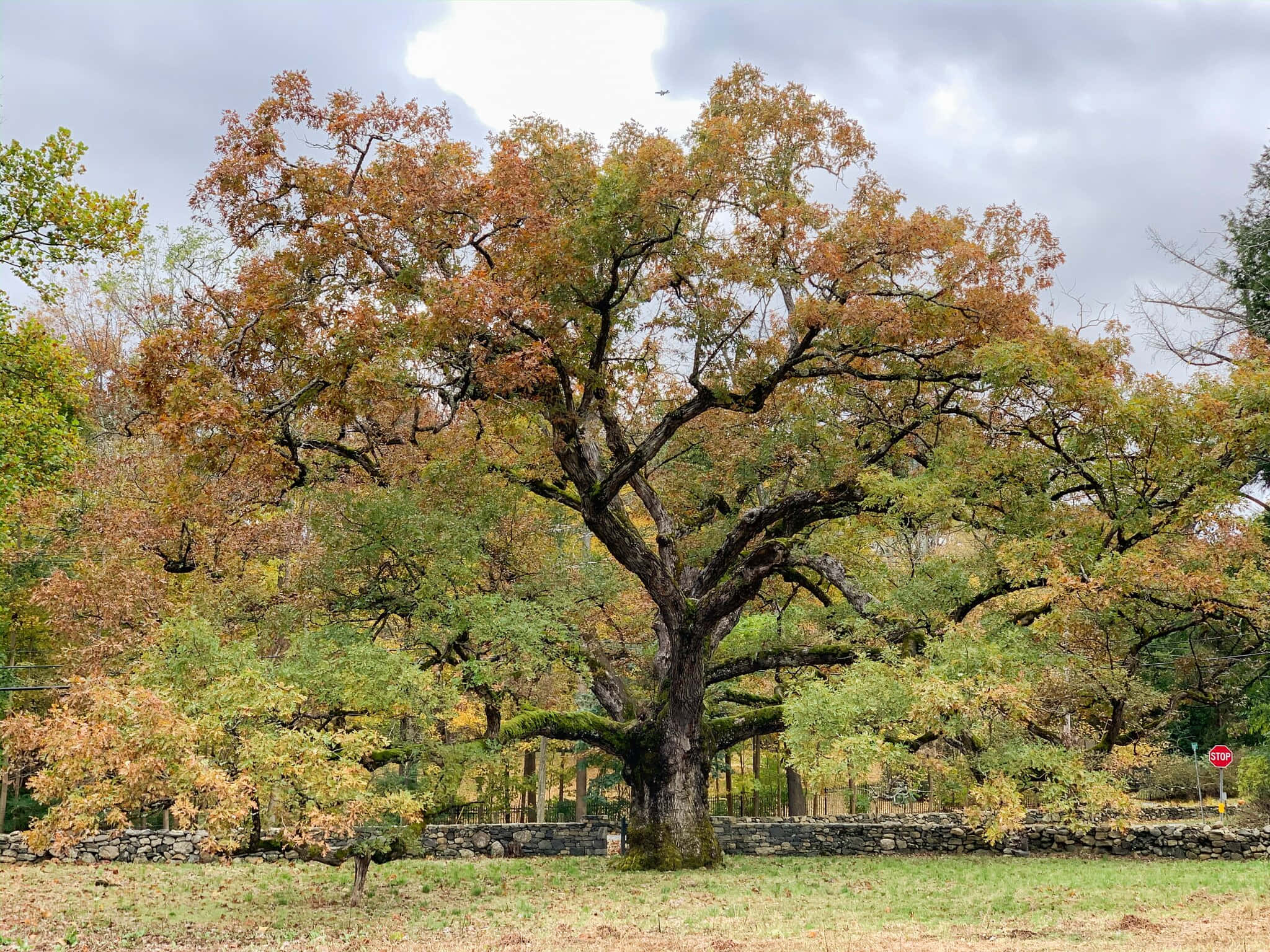 Oak Tree, autumn-hued leaves, cloudy sky, Full HD Desktop Wallpaper