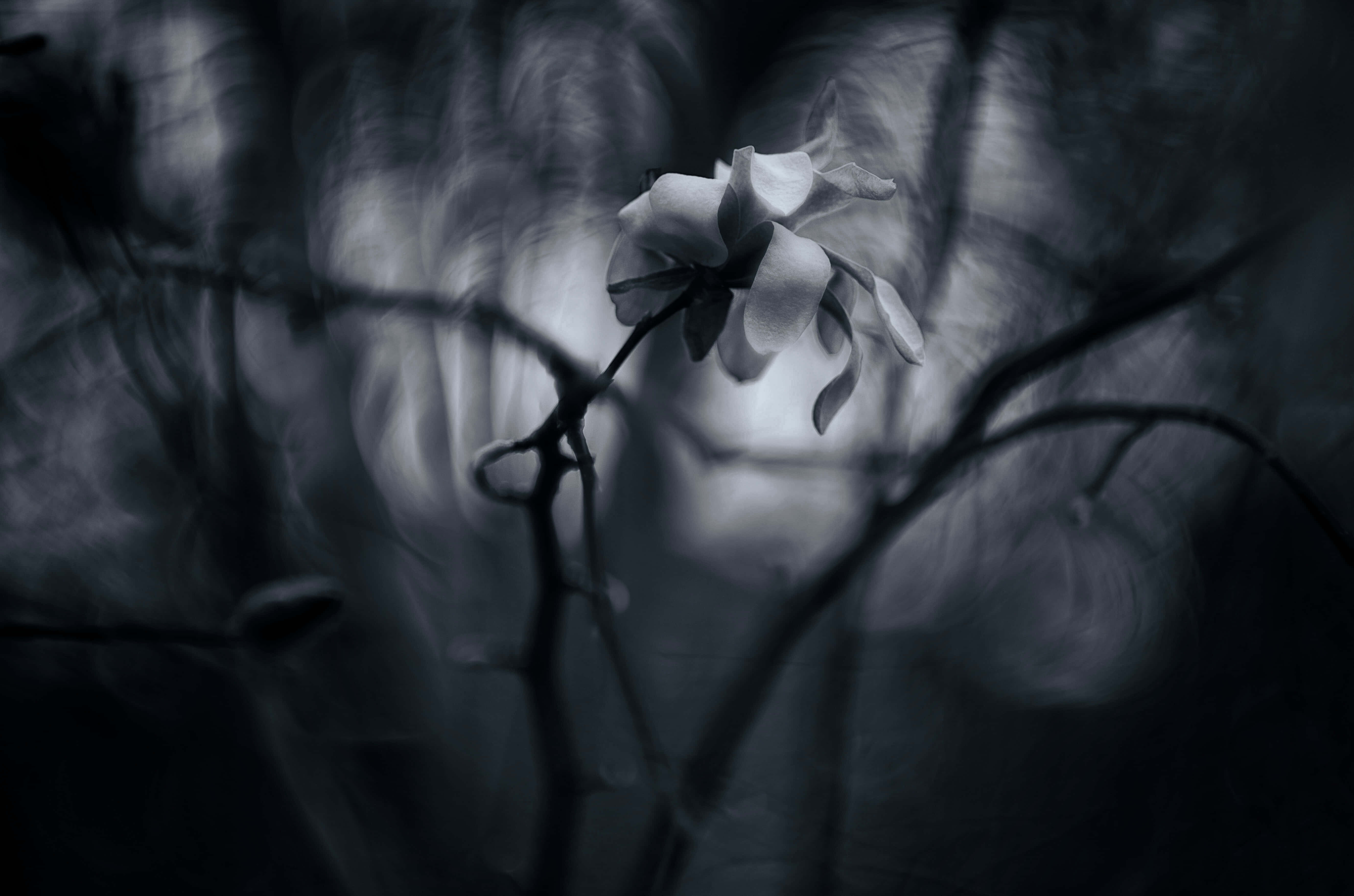 white flower, obscure forest, ethereal light, 5K Desktop Wallpaper