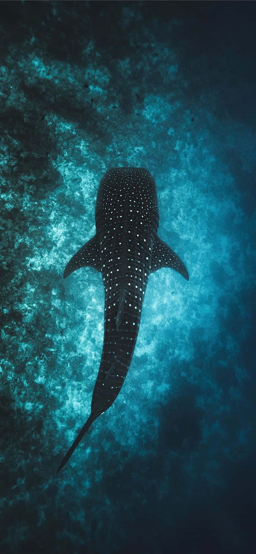 Ocean Aesthetic Phone, whale shark, turquoise ocean waters, HD Phone Wallpaper