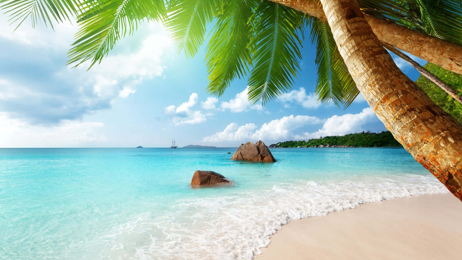 Ocean Beach, turquoise waters, palm tree, Full HD Desktop Wallpaper