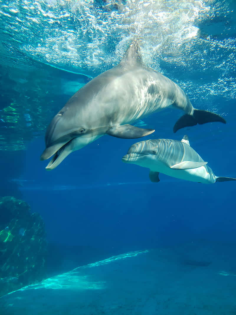 cute dolphin, swimming underwater, clear blue water, SD Phone Wallpaper