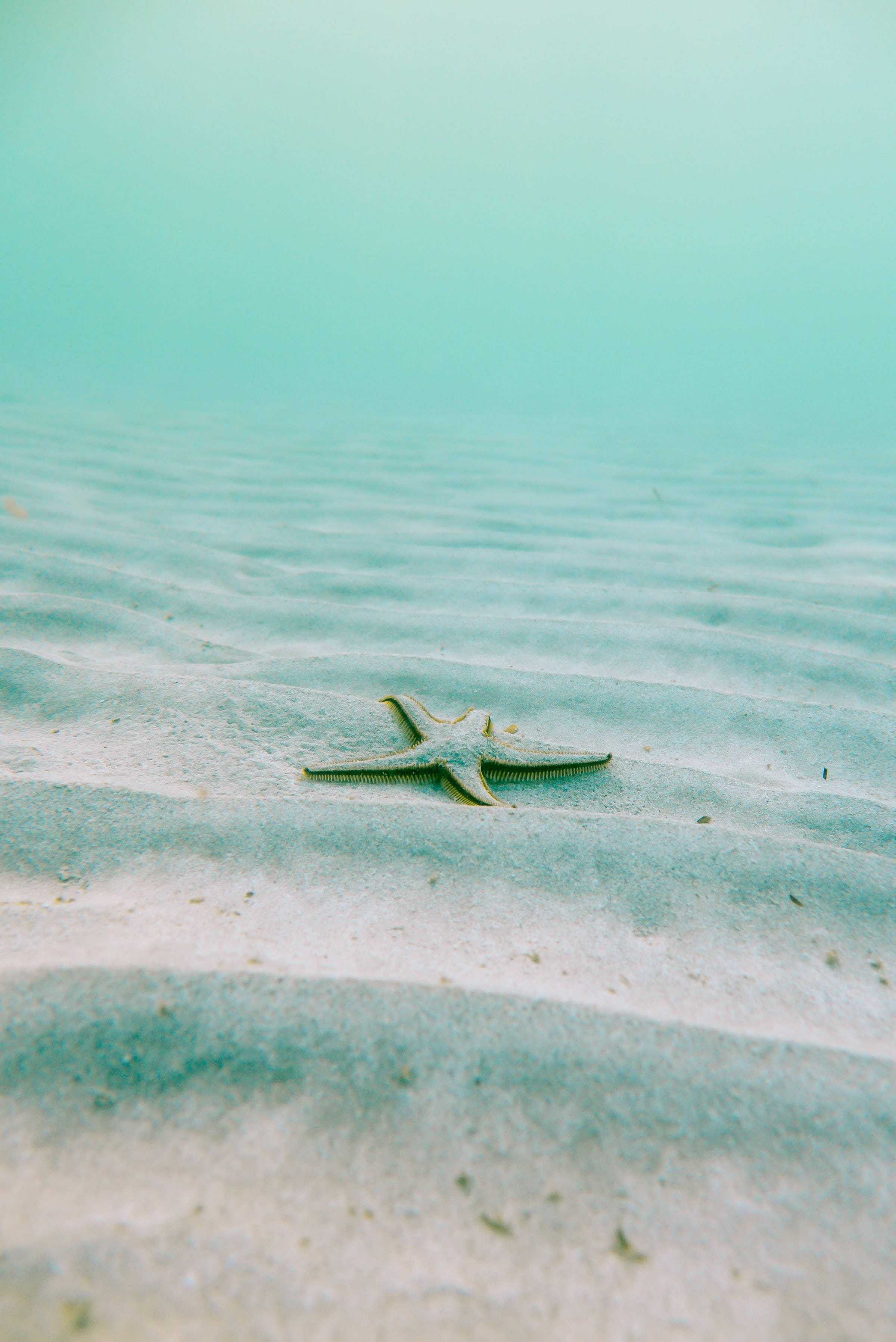 starfish, ocean blue waters, turquoise water, 2K Phone Wallpaper